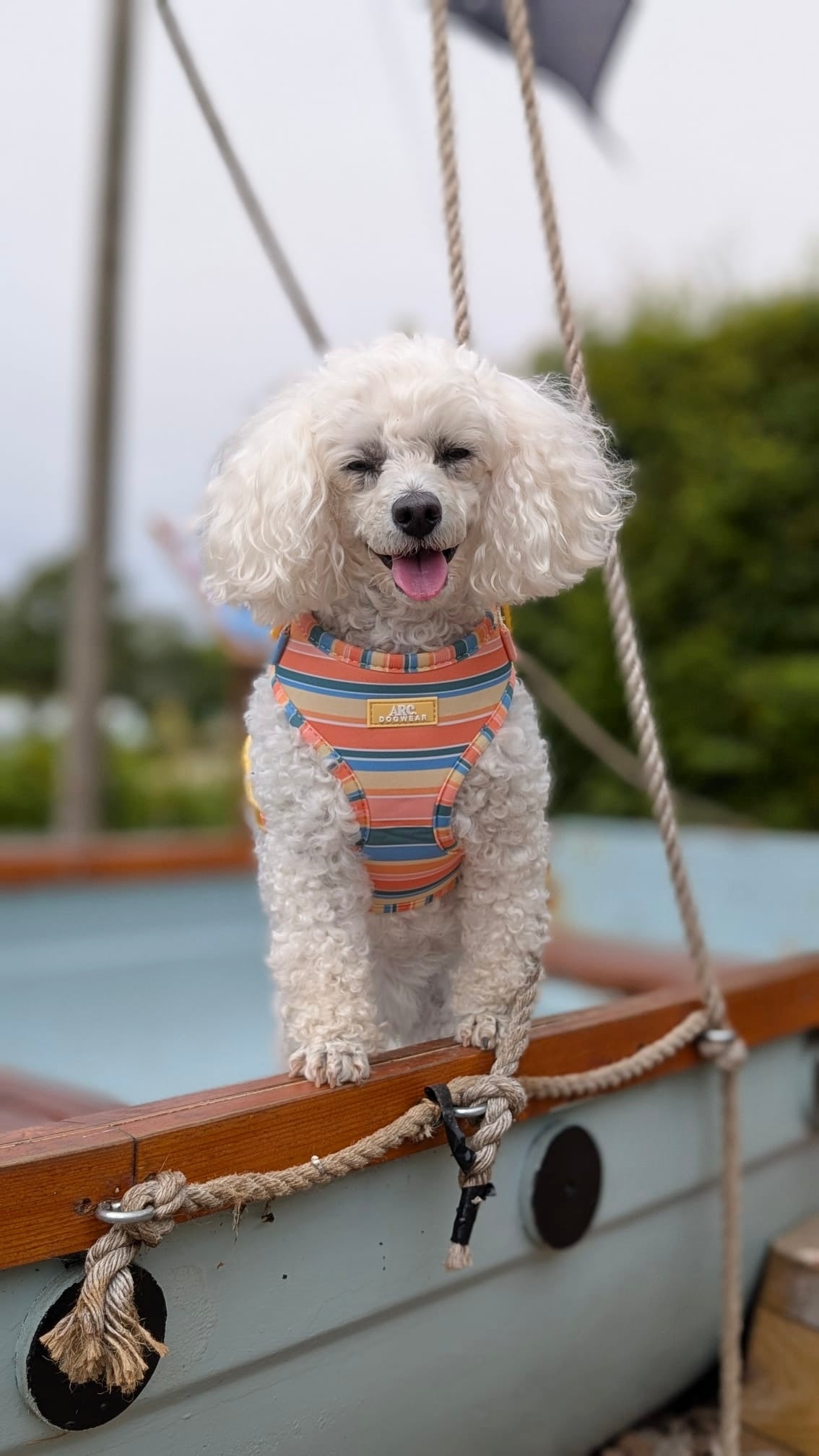 Sete Adjustable Harness