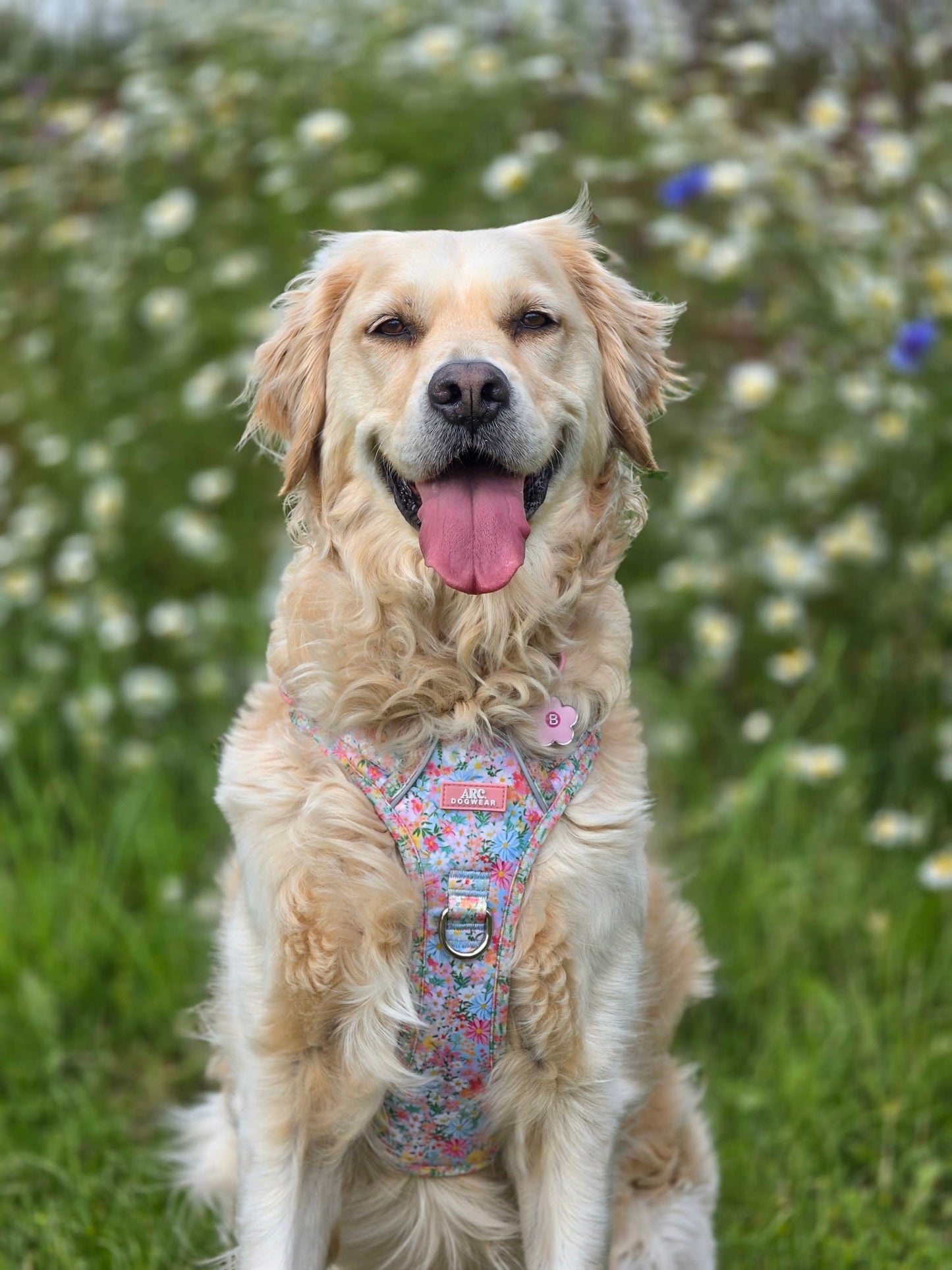 Flora ARC. Adventurer Harness