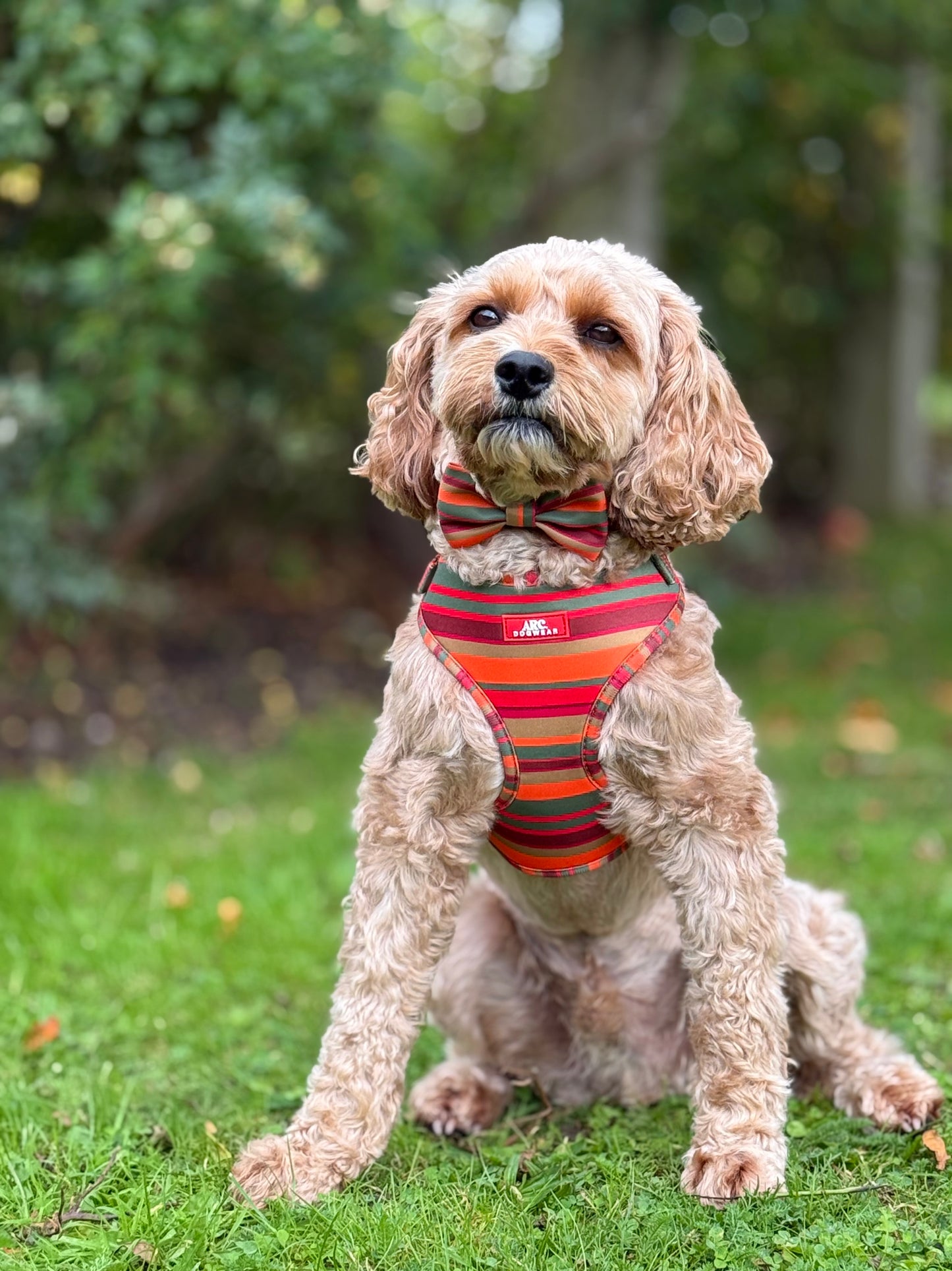 Horizon Adjustable Harness