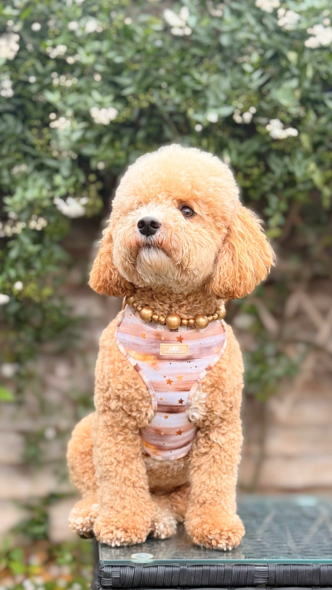 Starlight Adjustable Harness