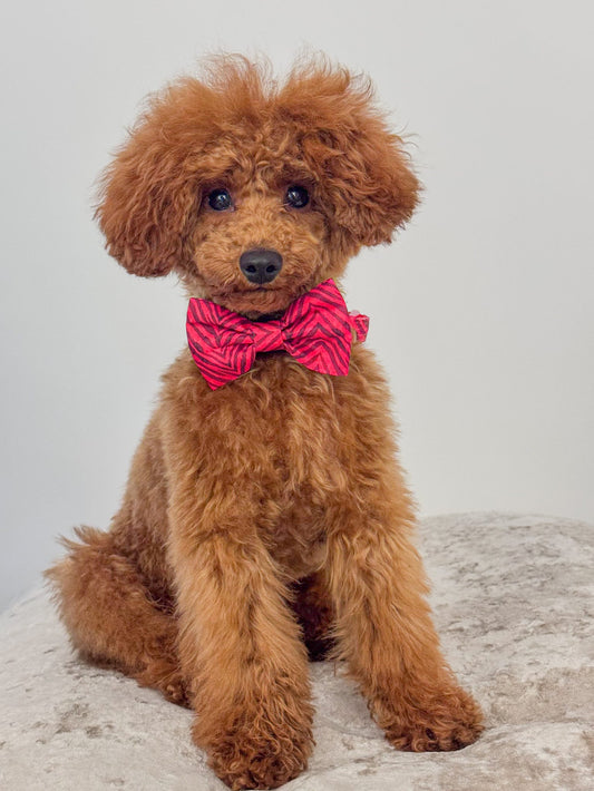 Wild at Heart Bow Tie