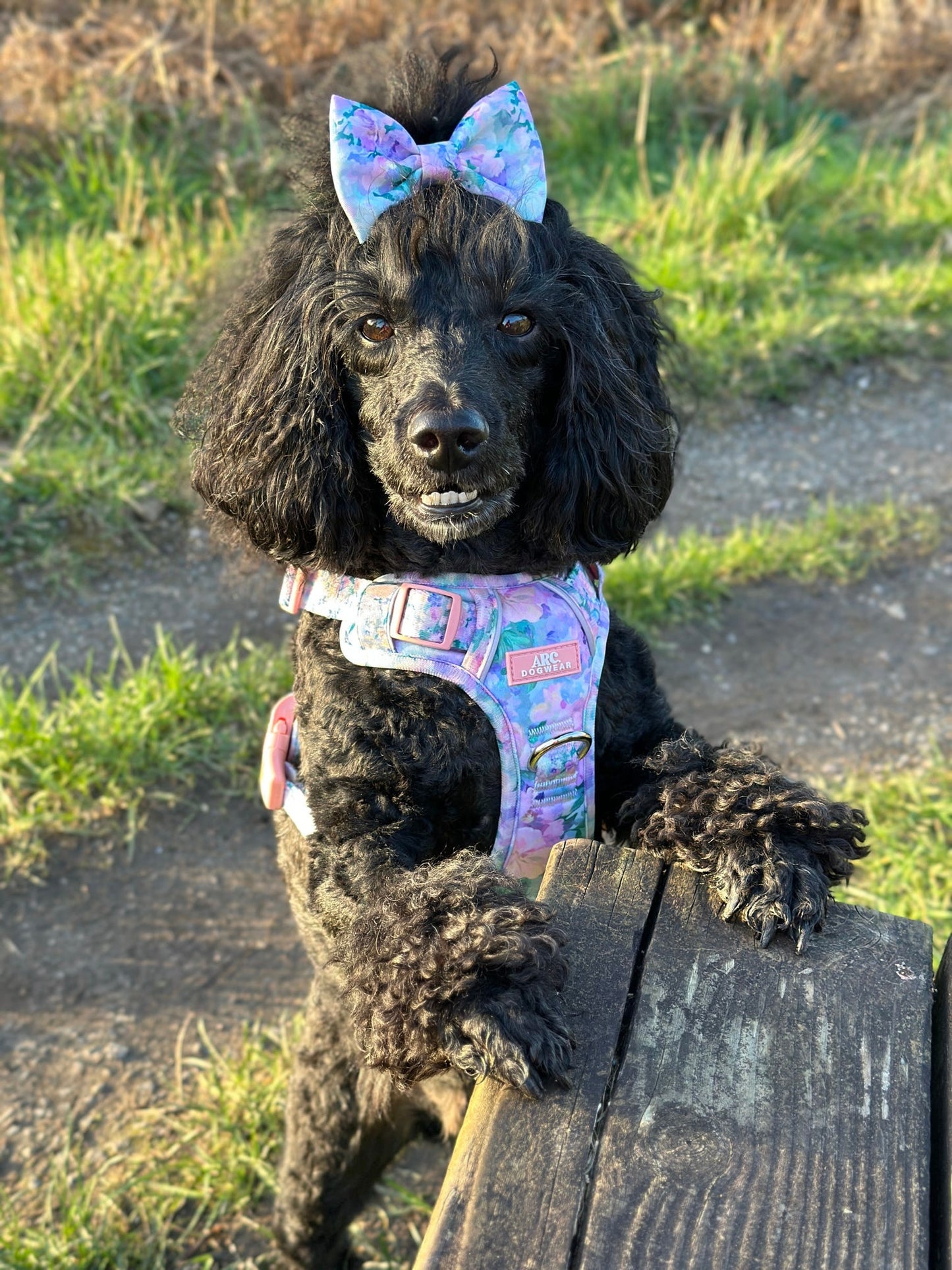 Mellie's Meadow ARC. Adventurer Harness
