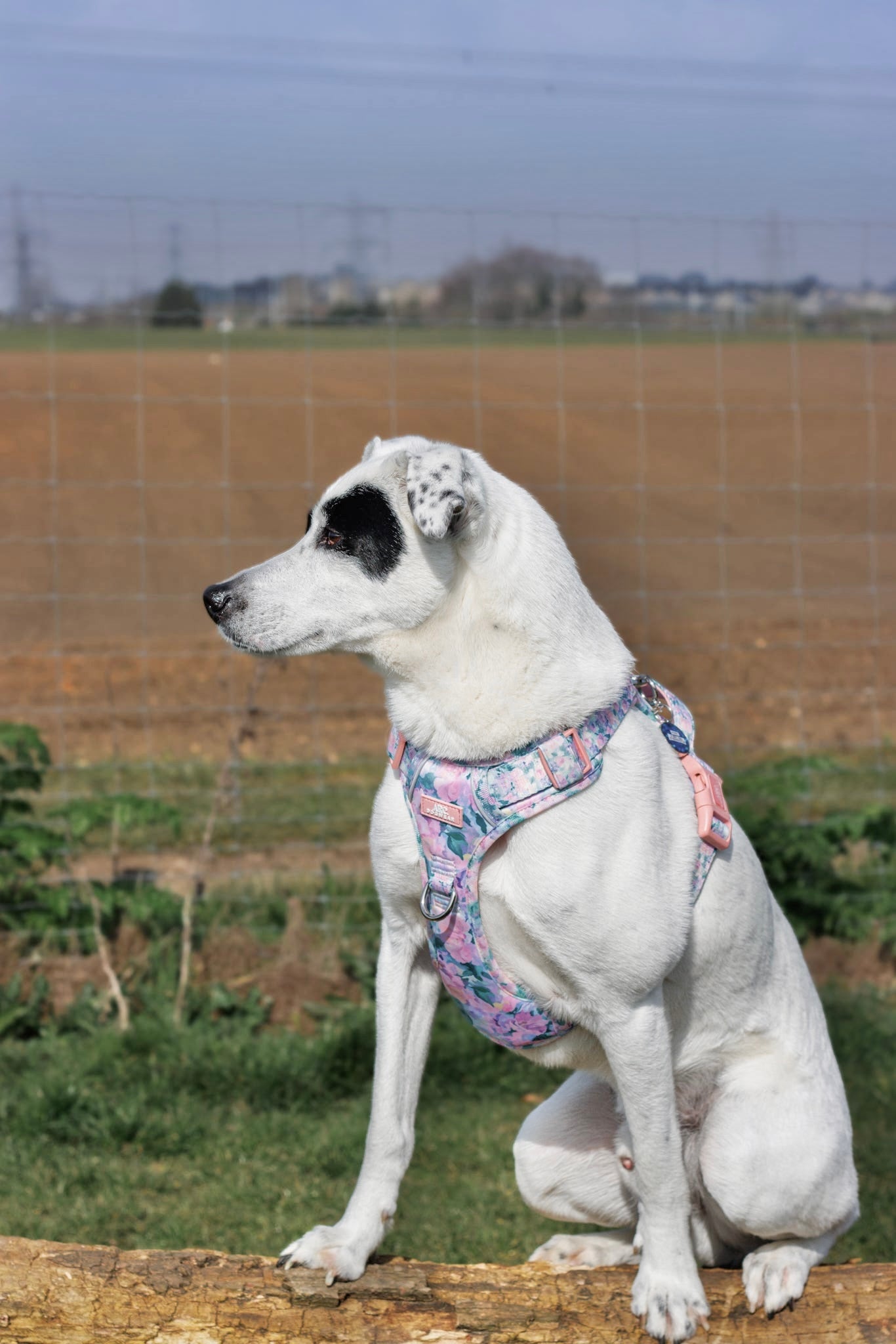 Mellie's Meadow ARC. Adventurer Harness