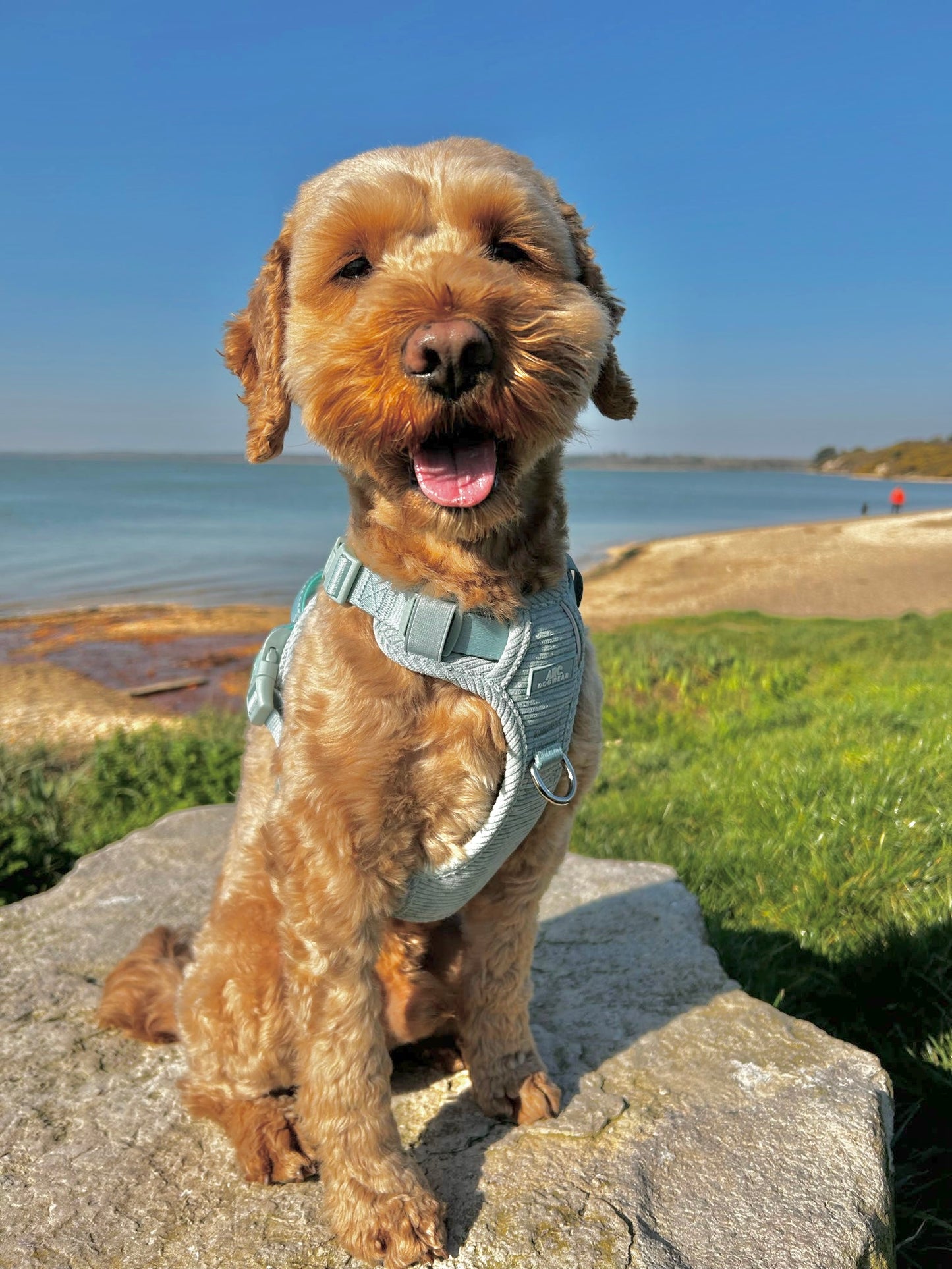 Celadon ARC. Adventurer Harness (Corduroy)