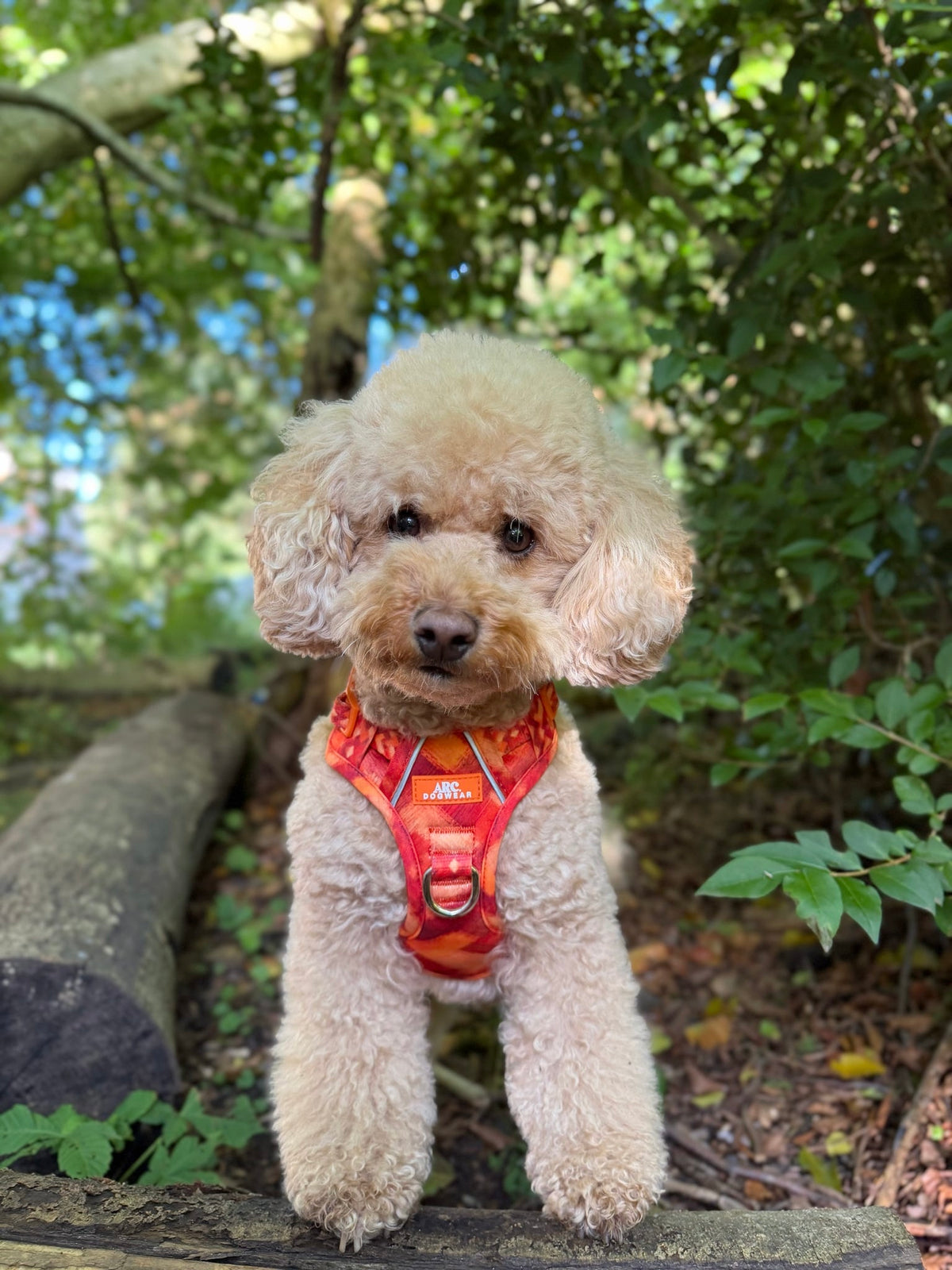 Auburn ARC. Adventurer Harness - New Size Guide
