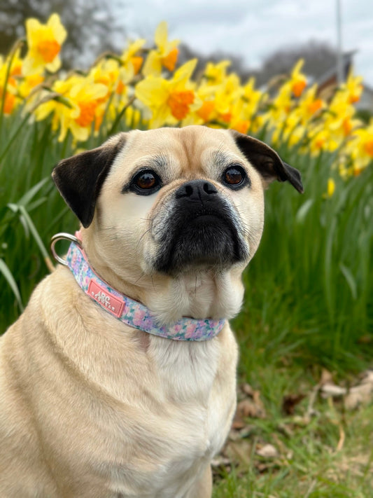 Mellie's Meadow Adjustable Collar