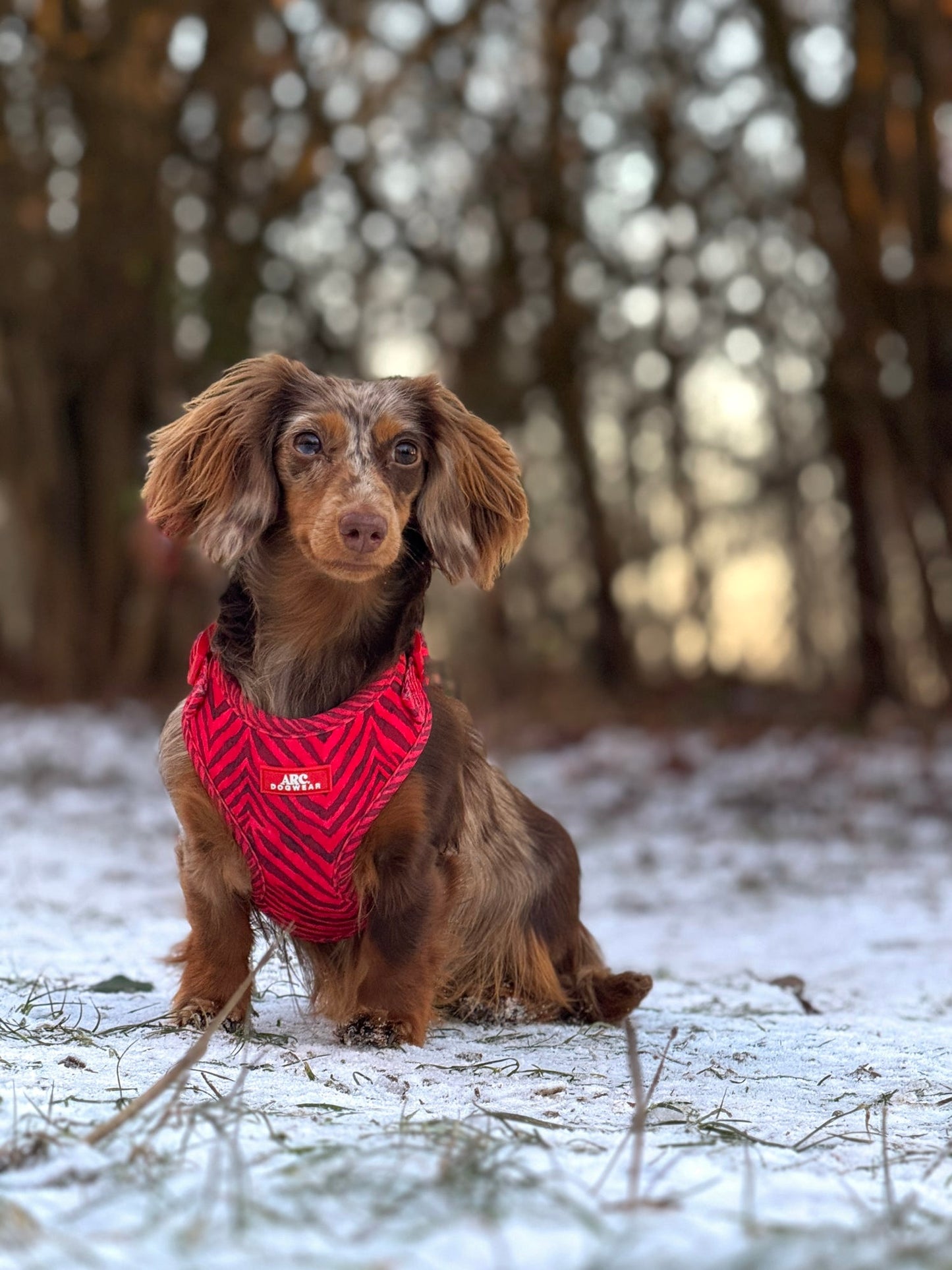 Wild at Heart Adjustable Harness