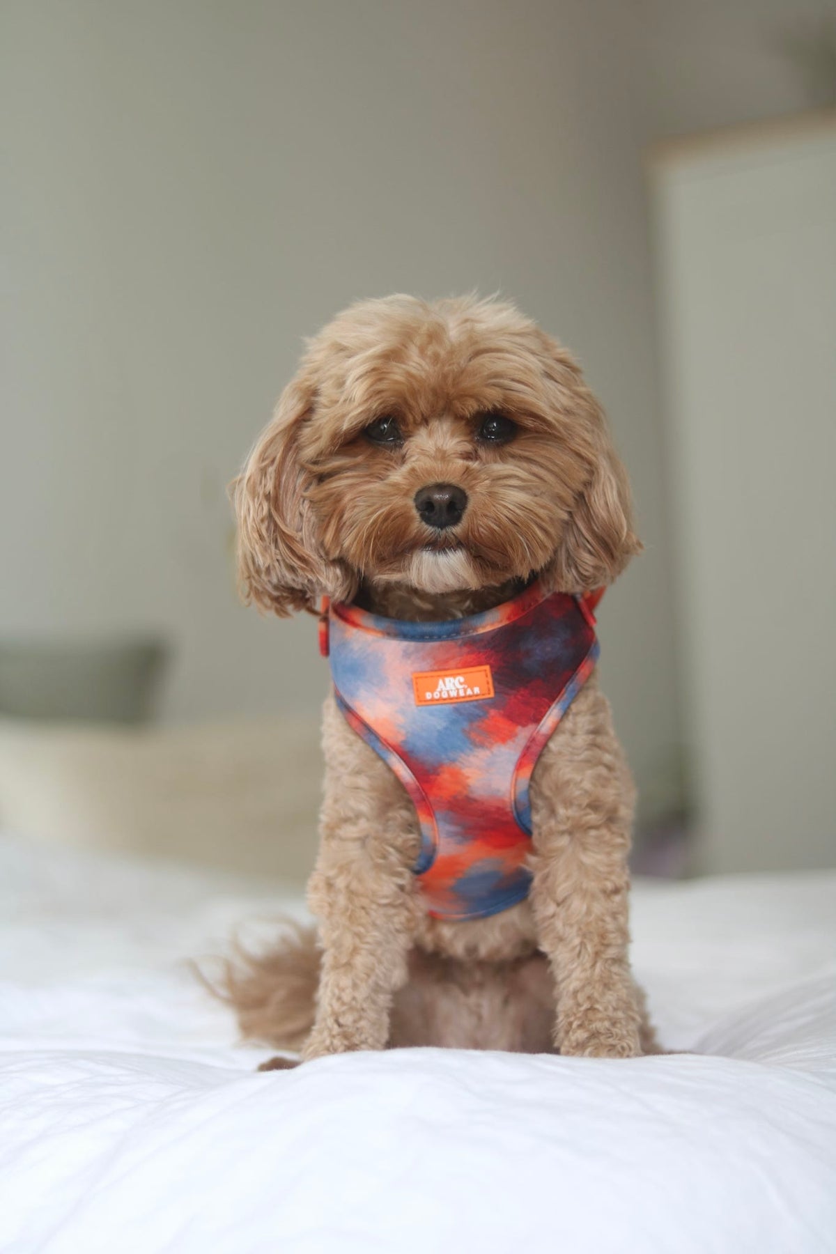 Canopy Adjustable Harness