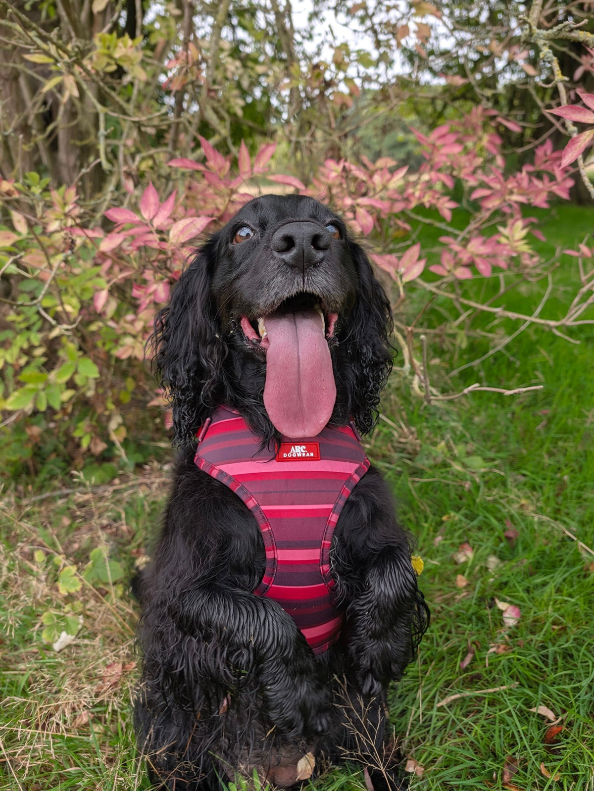 Bramble Adjustable Harness
