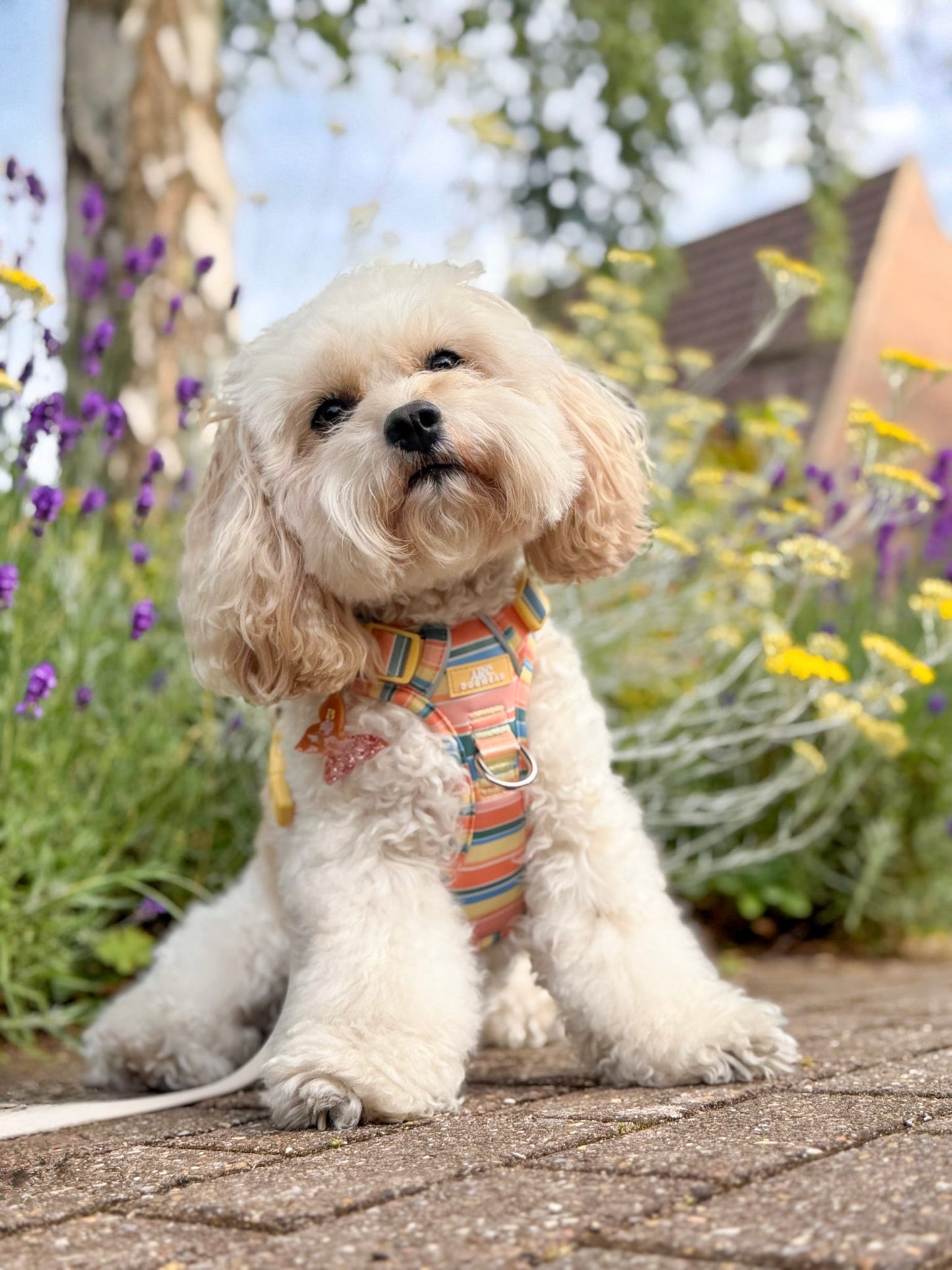 Sete ARC. Adventurer Harness