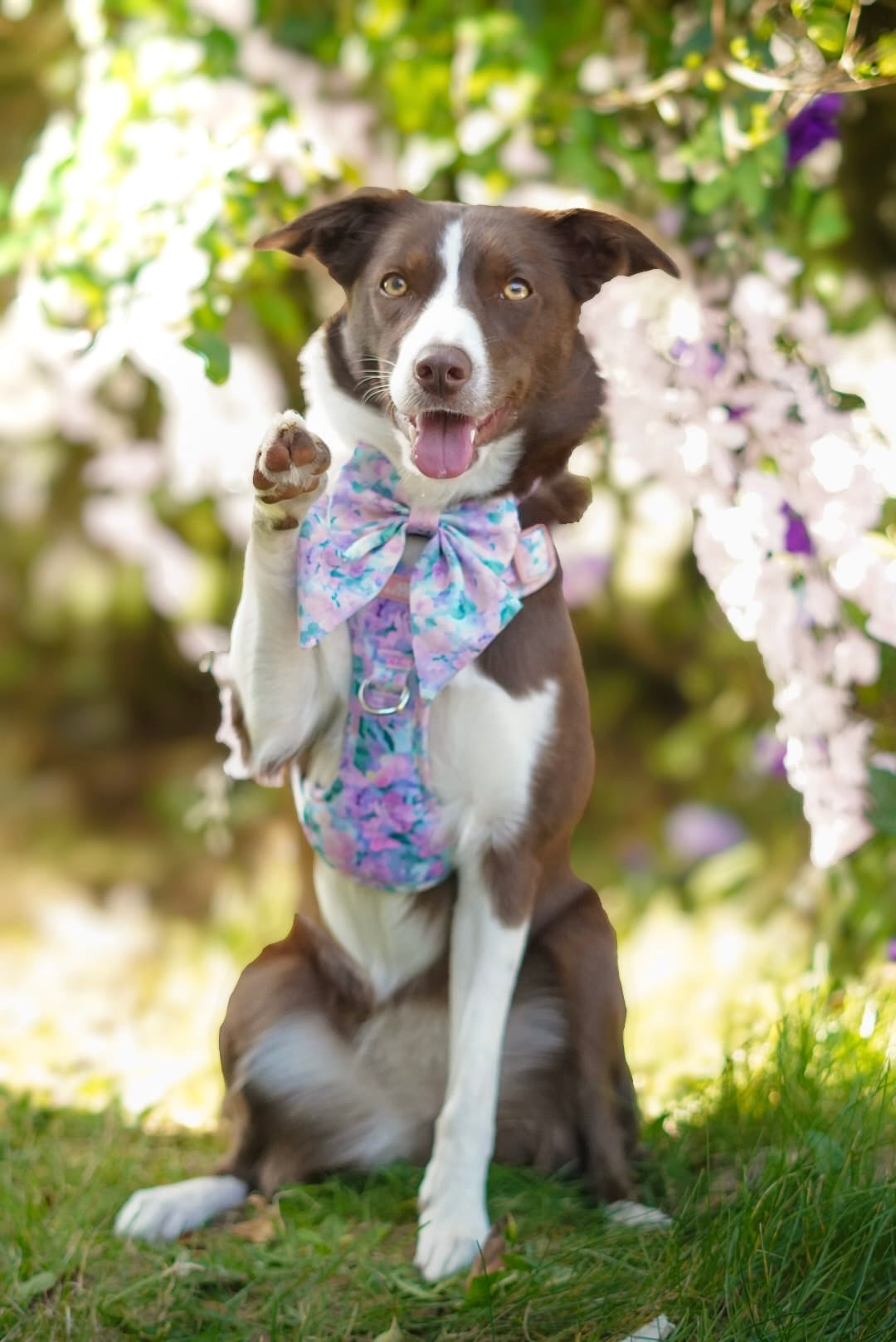 Mellie's Meadow ARC. Adventurer Harness