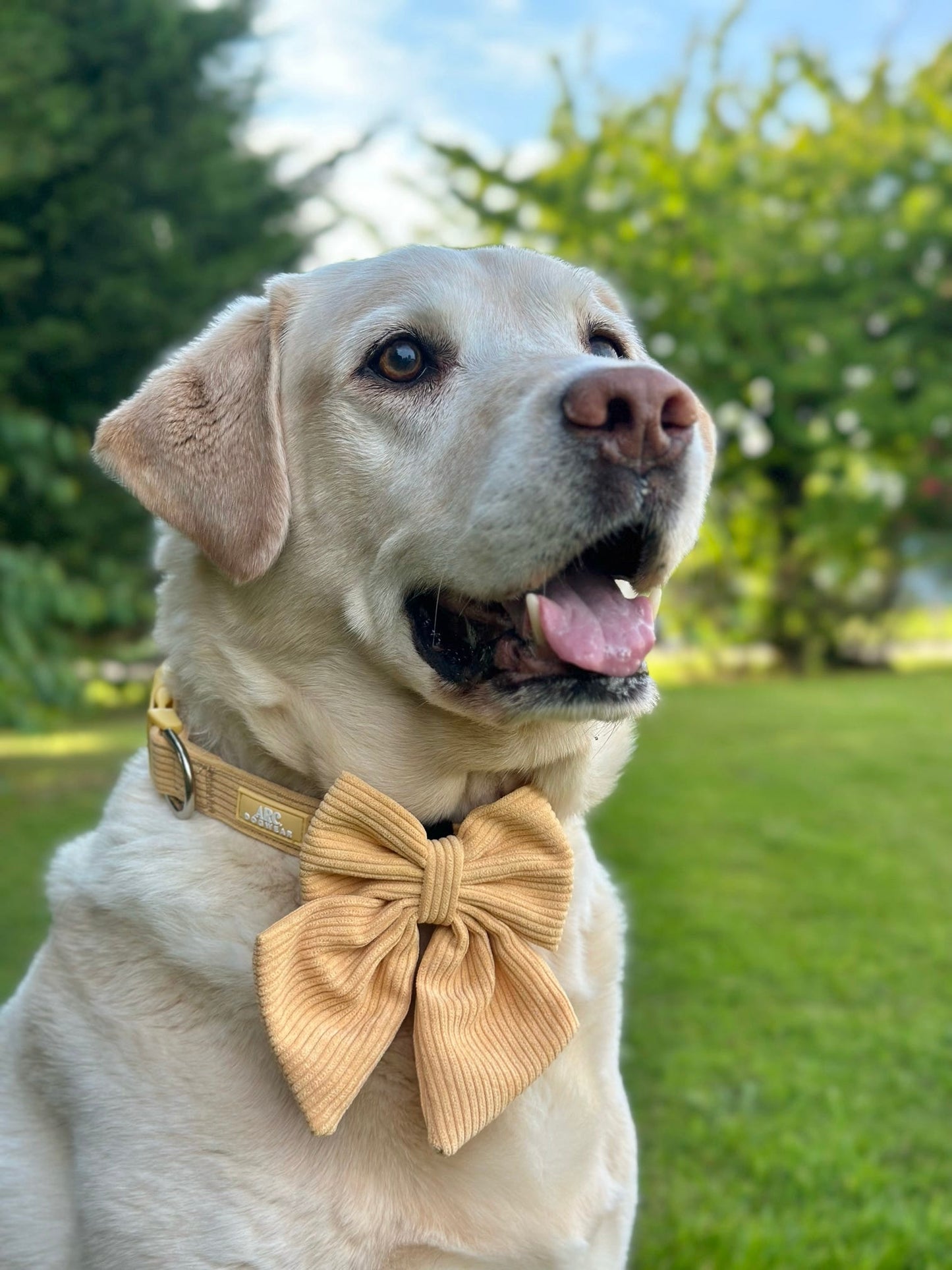 Sol Adjustable Collar (Corduroy)