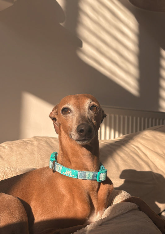 Sea-La-Vie Adjustable Collar