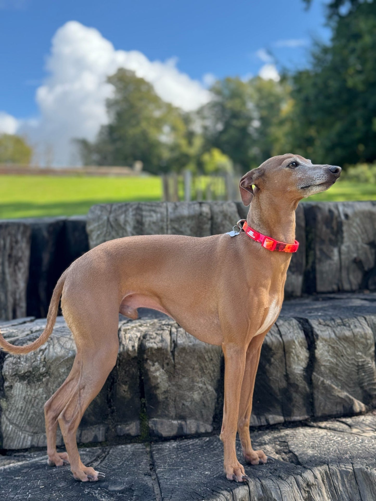 Ember Adjustable Collar