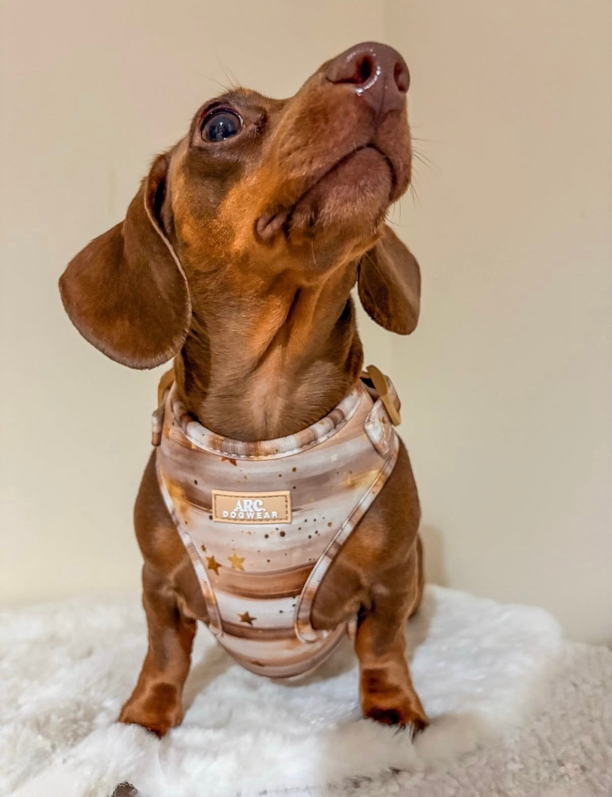 Starlight Adjustable Harness