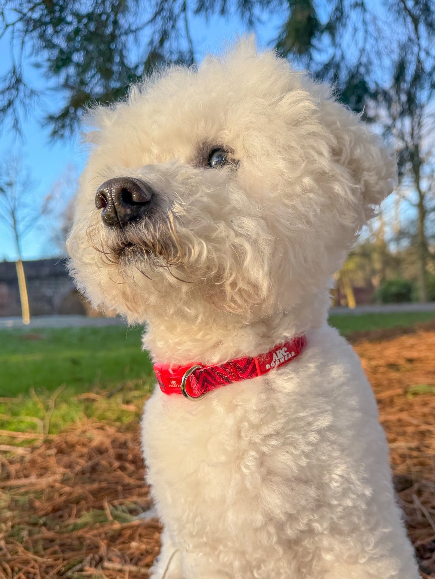 Wild at Heart Adjustable Collar