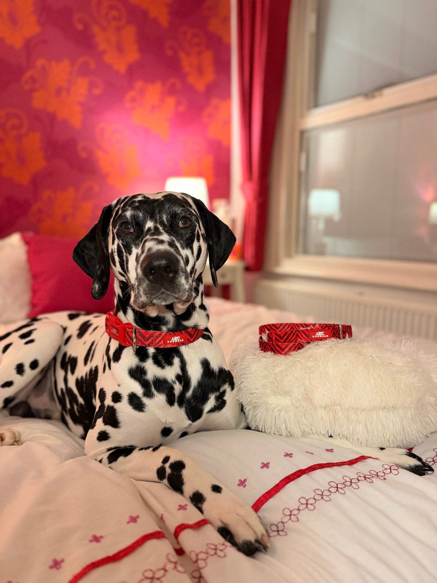 Wild at Heart Adjustable Collar