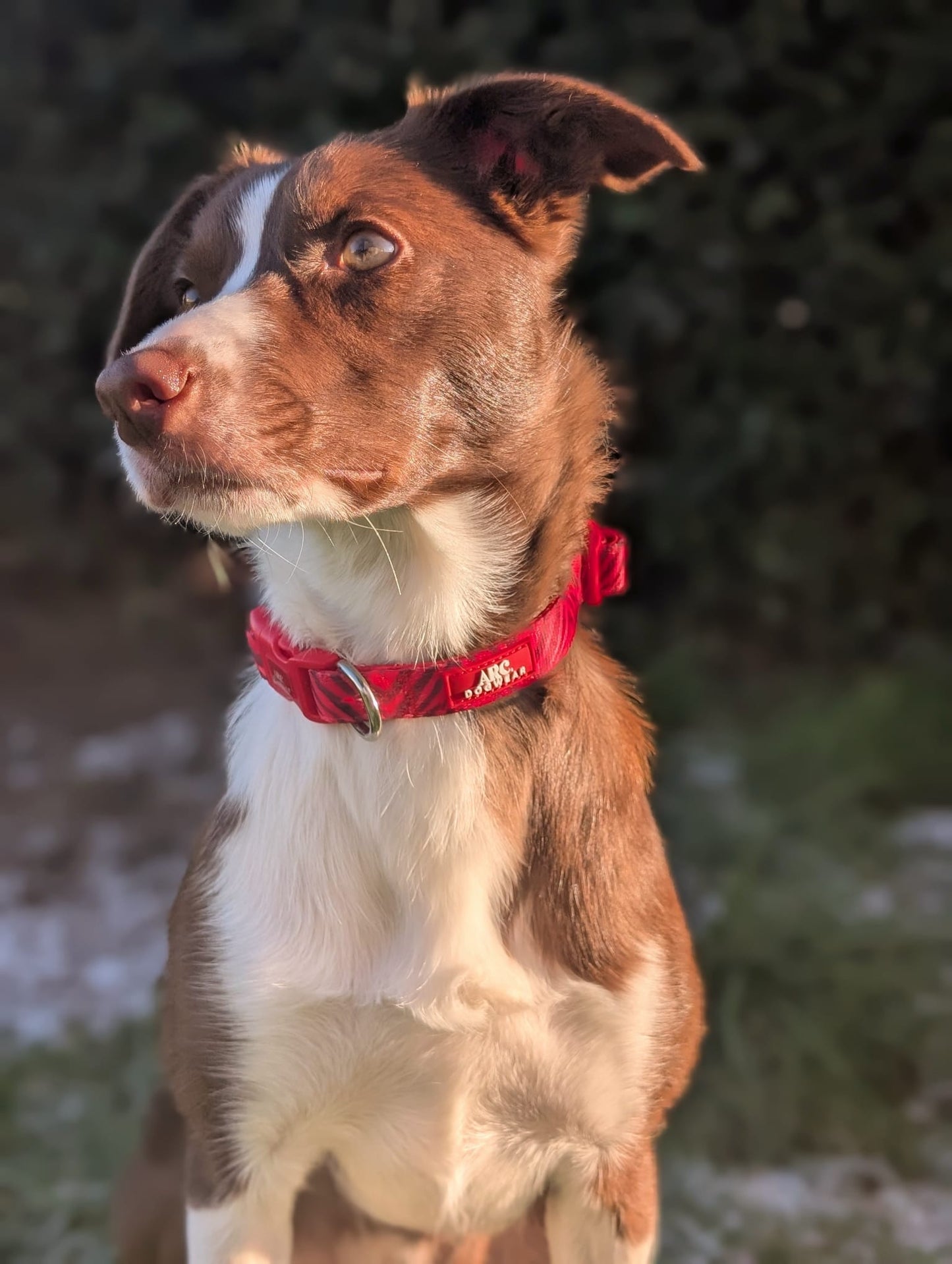 Wild at Heart Adjustable Collar