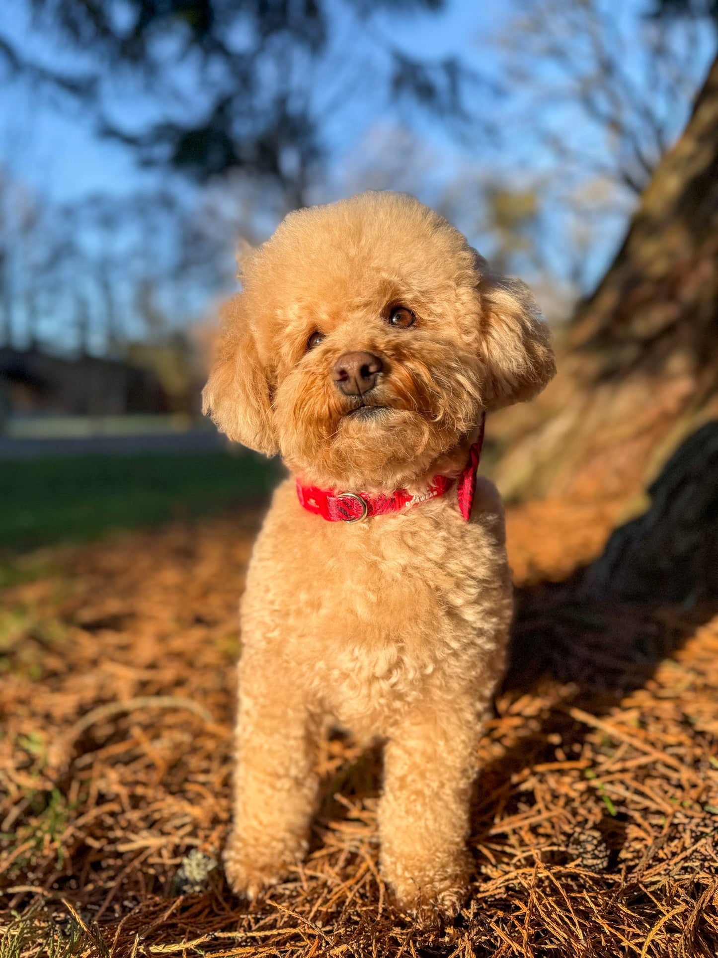 Wild at Heart Adjustable Collar