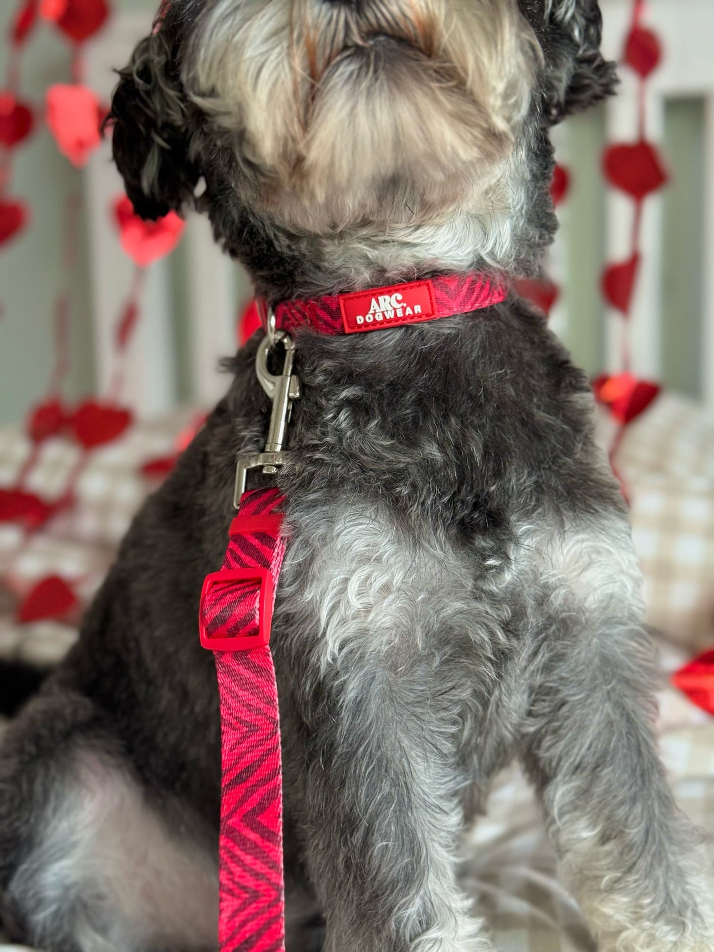 Wild at Heart Adjustable Collar