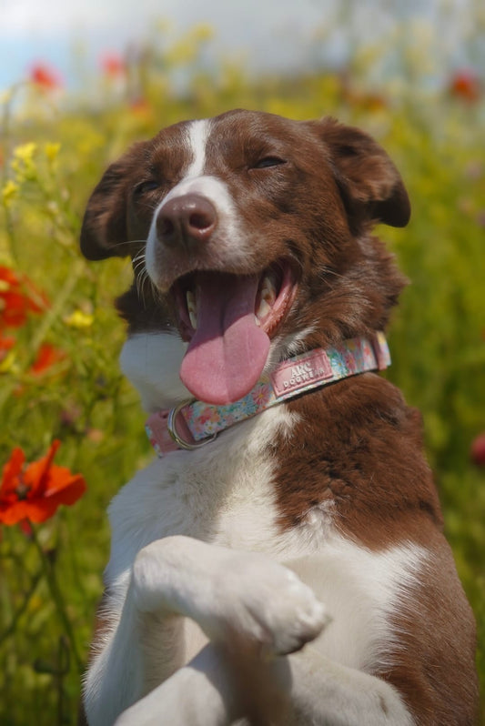 Flora Adjustable Collar
