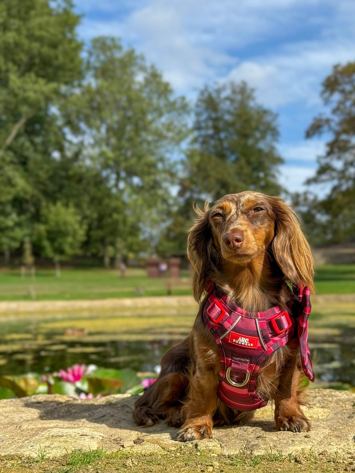 Bramble ARC. Adventurer Harness - New Size Guide