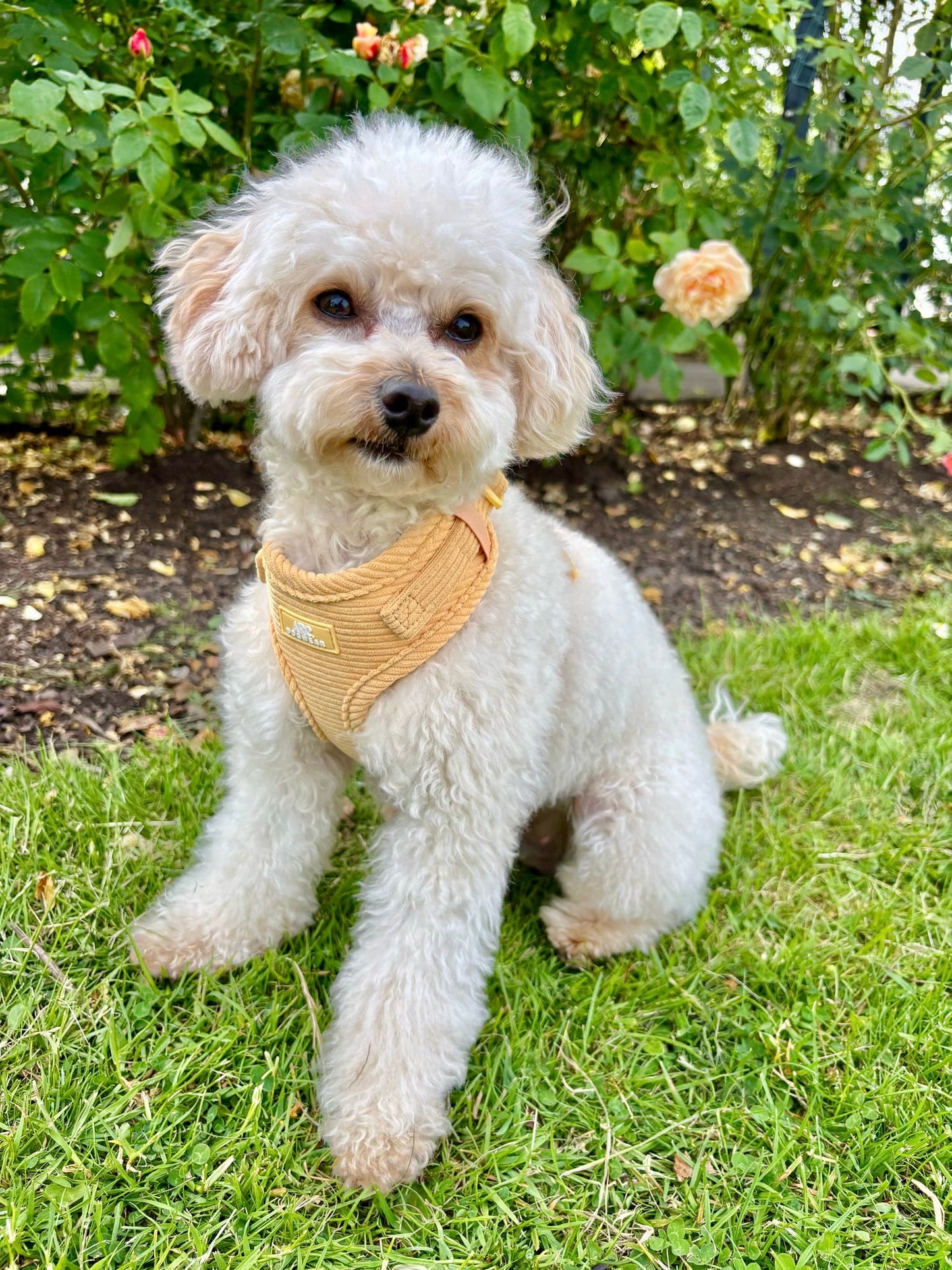Sol Adjustable Harness (Corduroy)