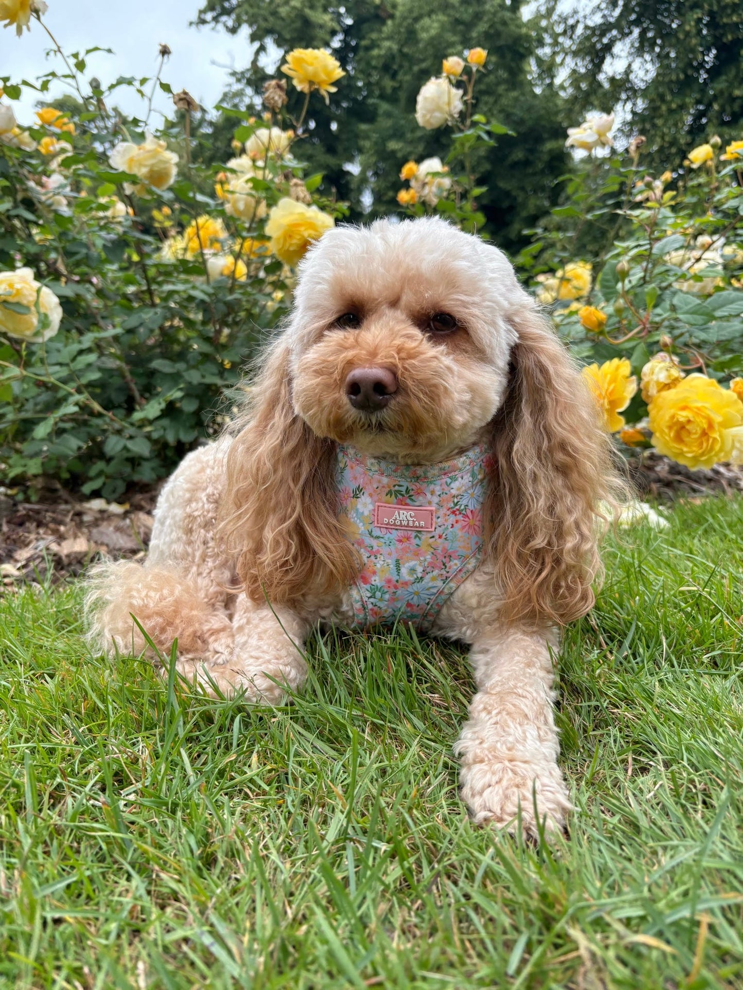 Flora Adjustable Harness