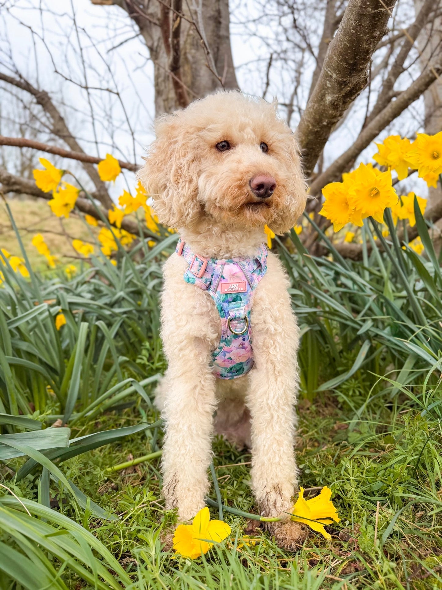 Mellie's Meadow ARC. Adventurer Harness