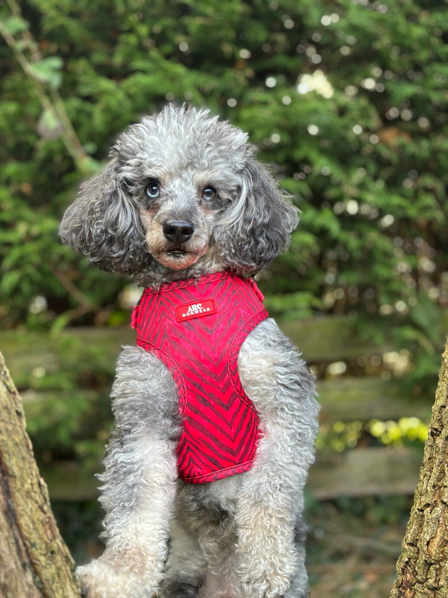 Wild at Heart Adjustable Harness