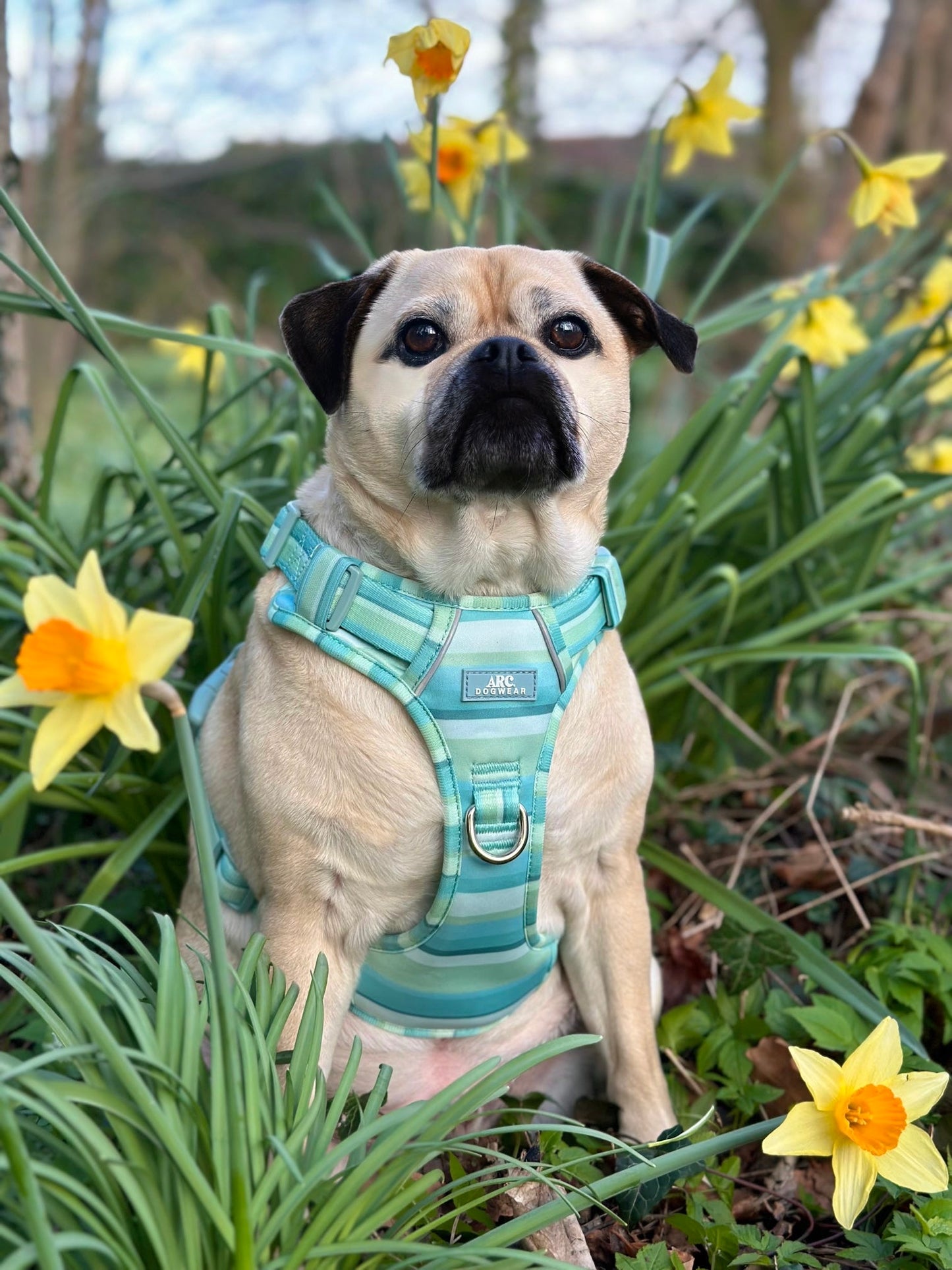 Vista ARC. Adventurer Harness