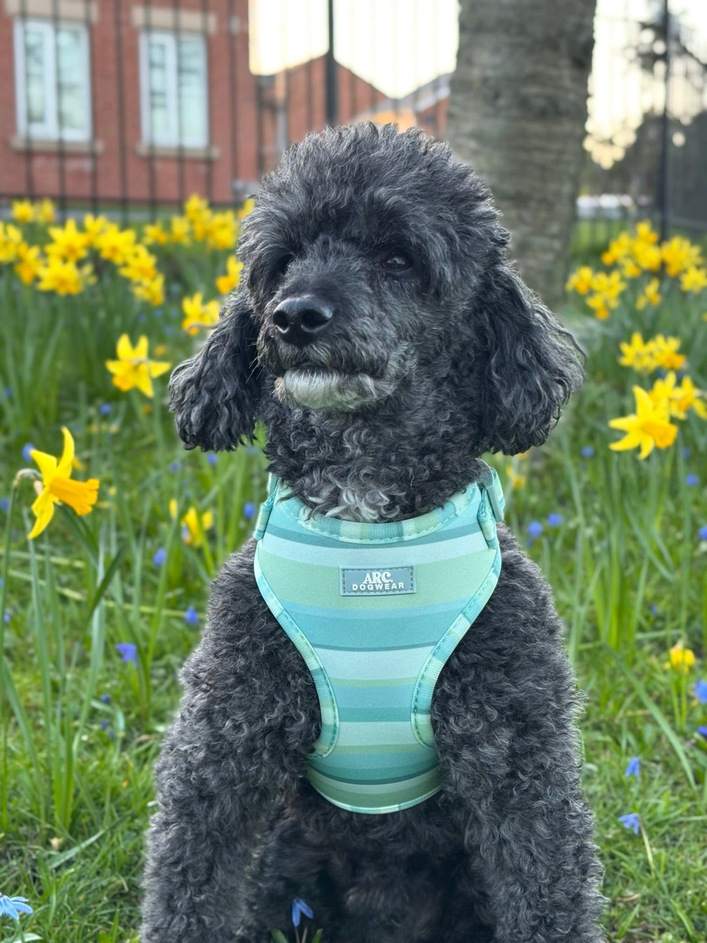 Vista Adjustable Harness