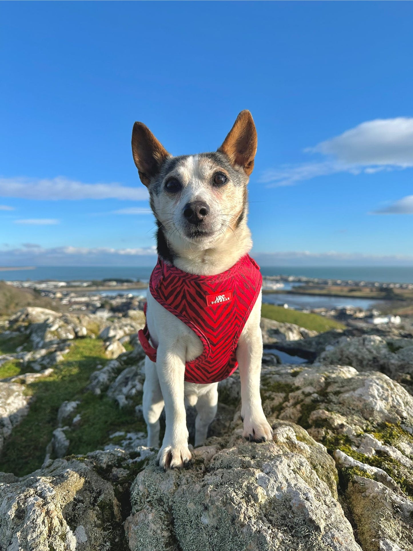 Wild at Heart Adjustable Harness