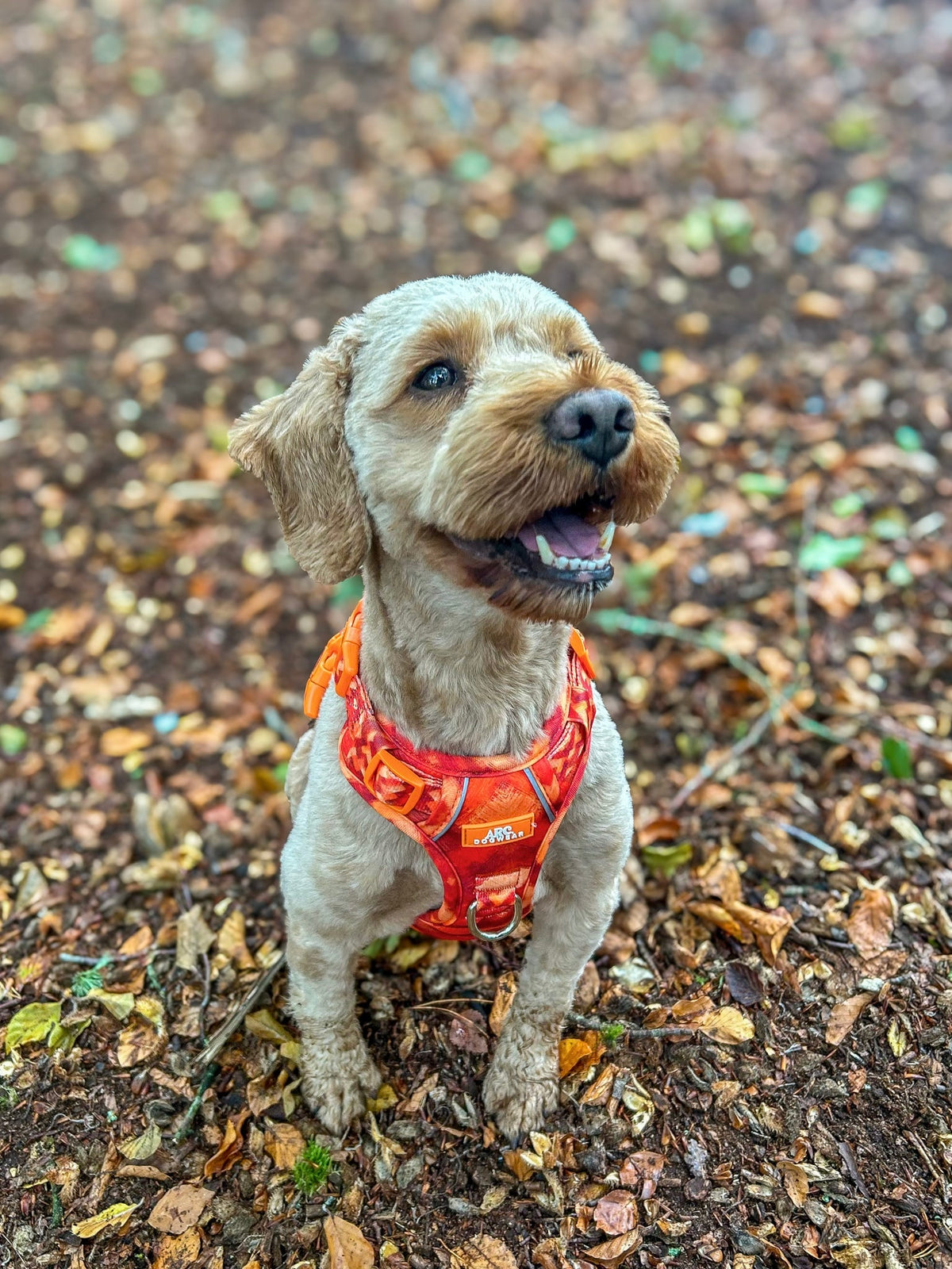 Auburn ARC. Adventurer Harness - New Size Guide