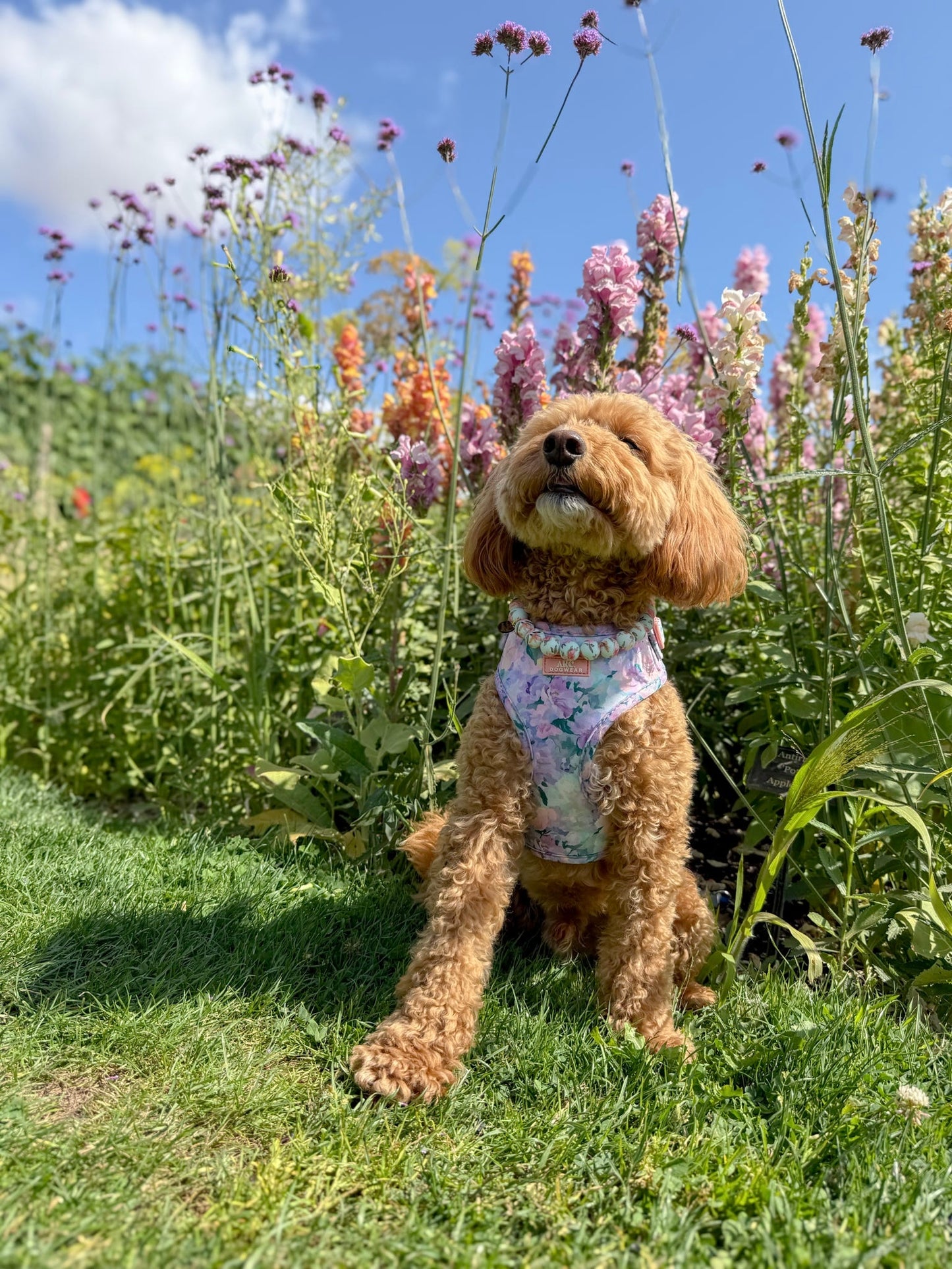 Mellie's Meadow Adjustable Harness
