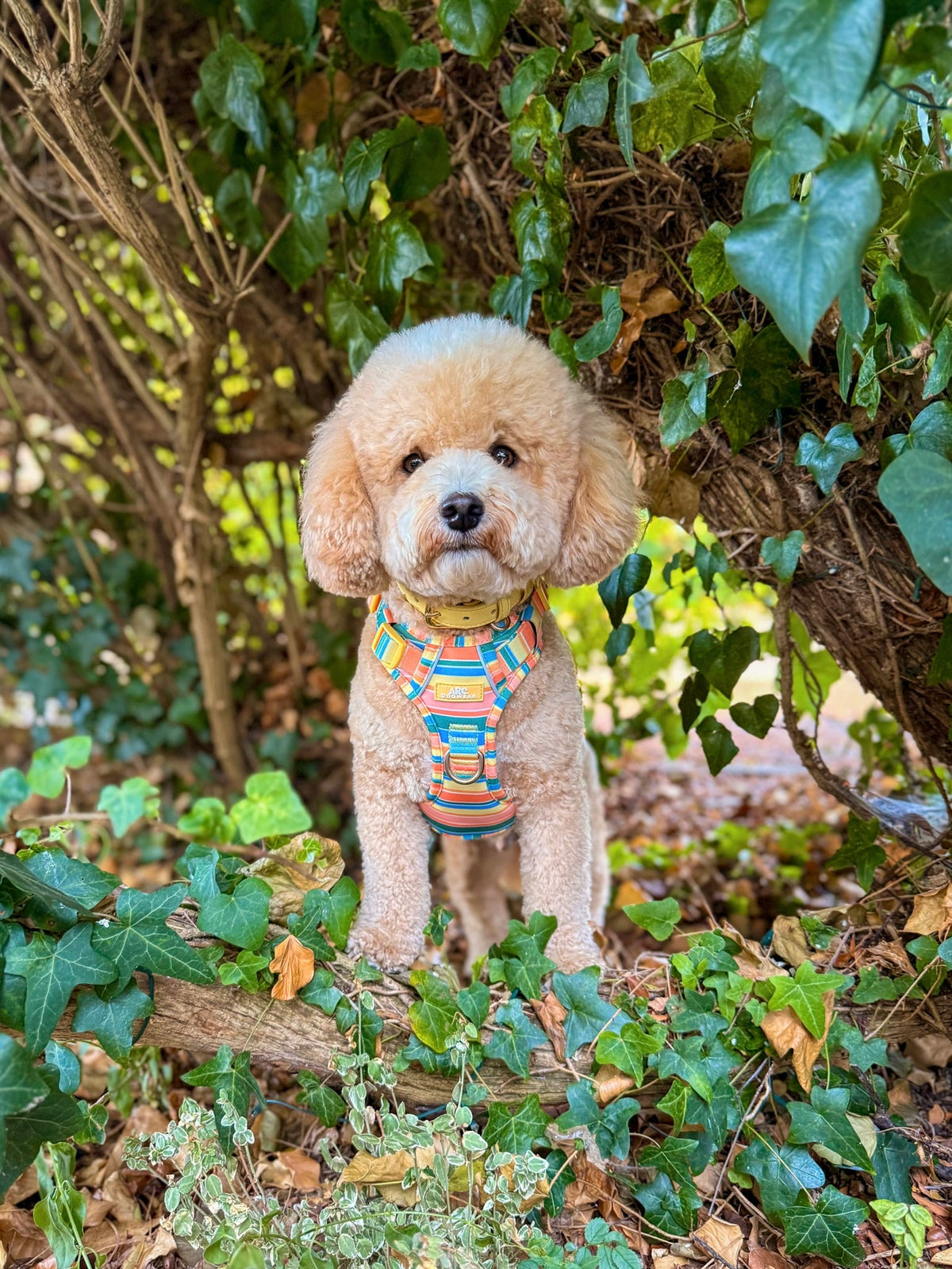 Sete ARC. Adventurer Harness - Original Size Guide