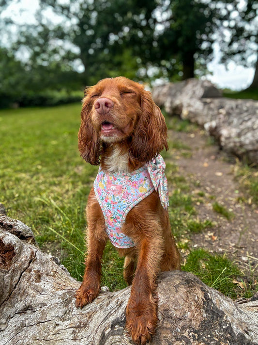 Flora Adjustable Harness