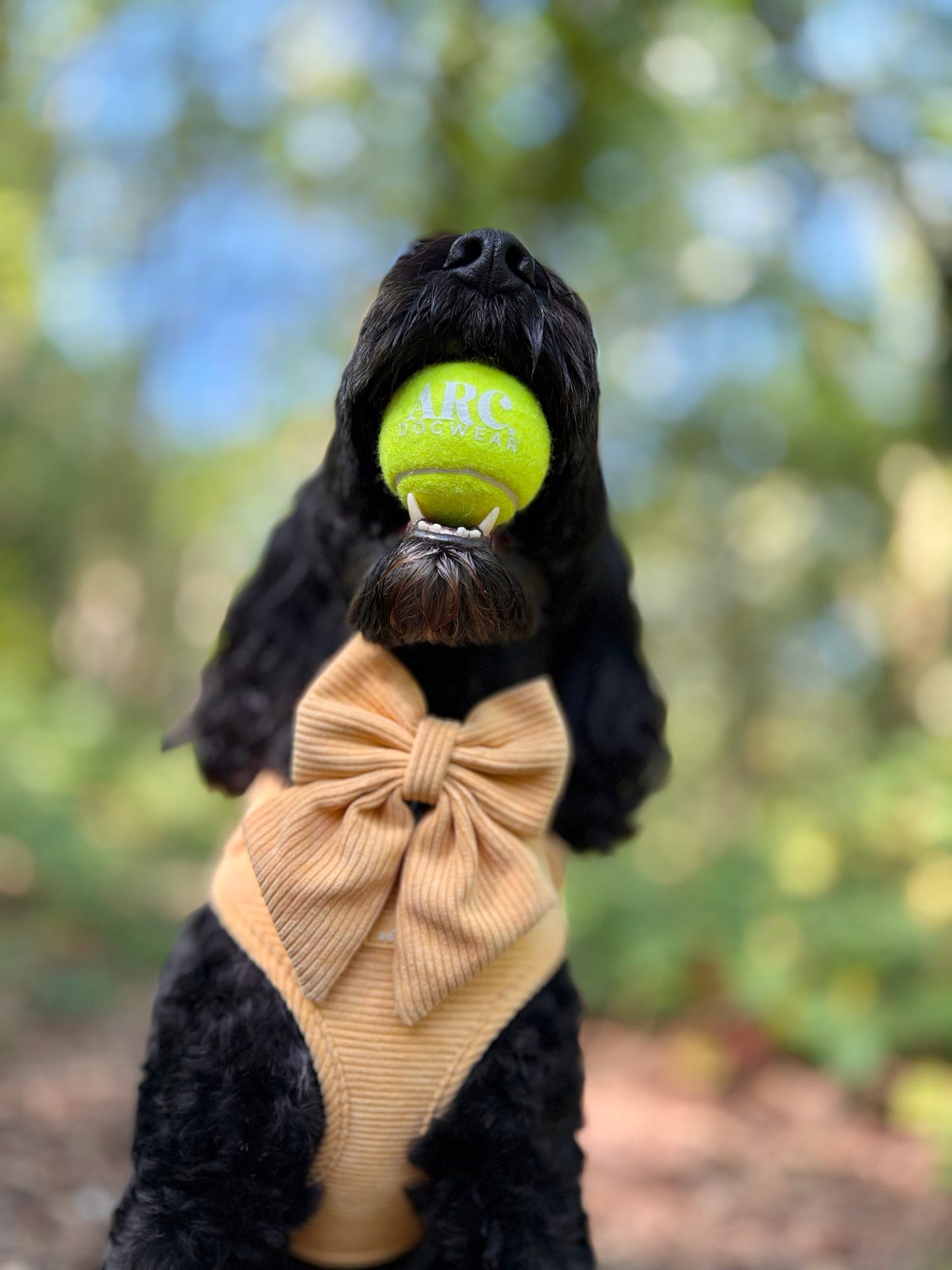 The Venture Ball