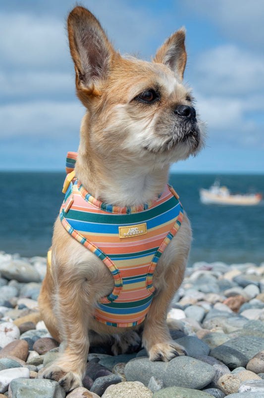 Sete Adjustable Harness
