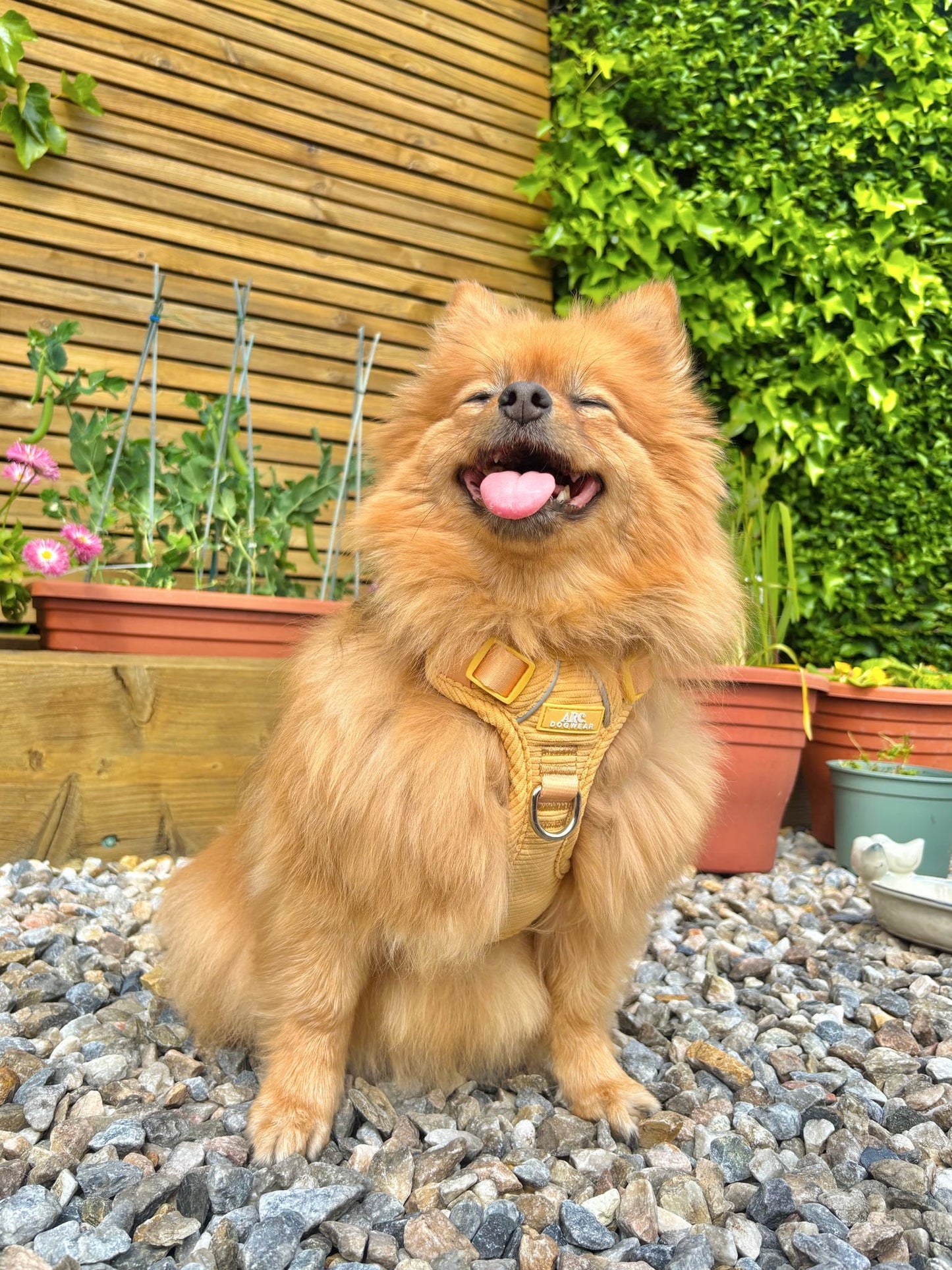 Sol ARC. Adventurer Harness (Corduroy)