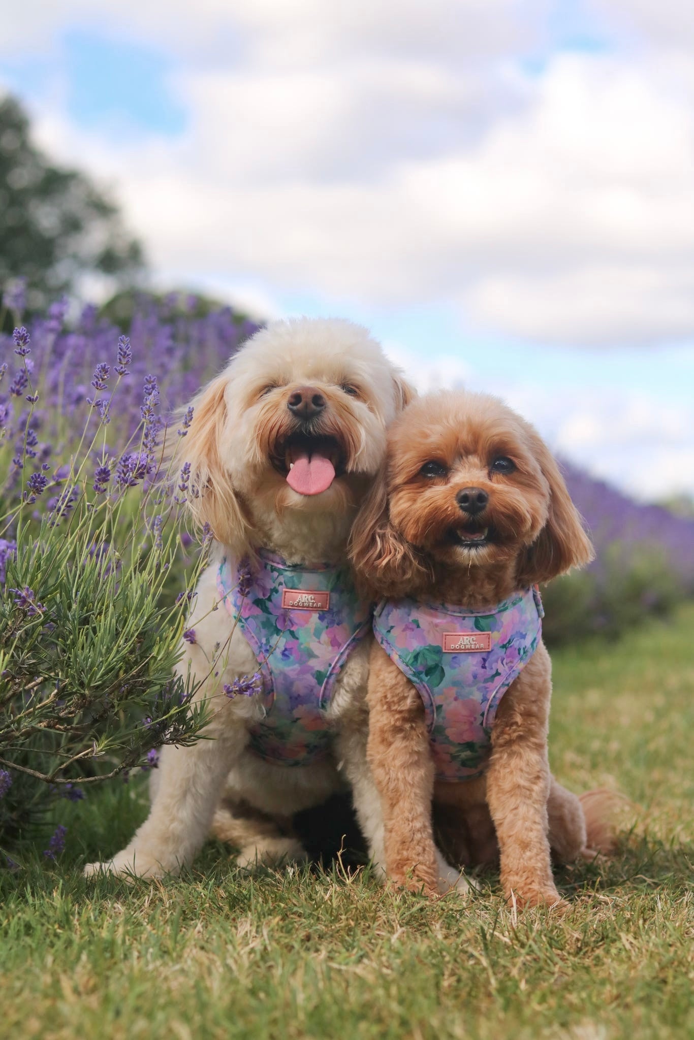Mellie's Meadow Adjustable Harness