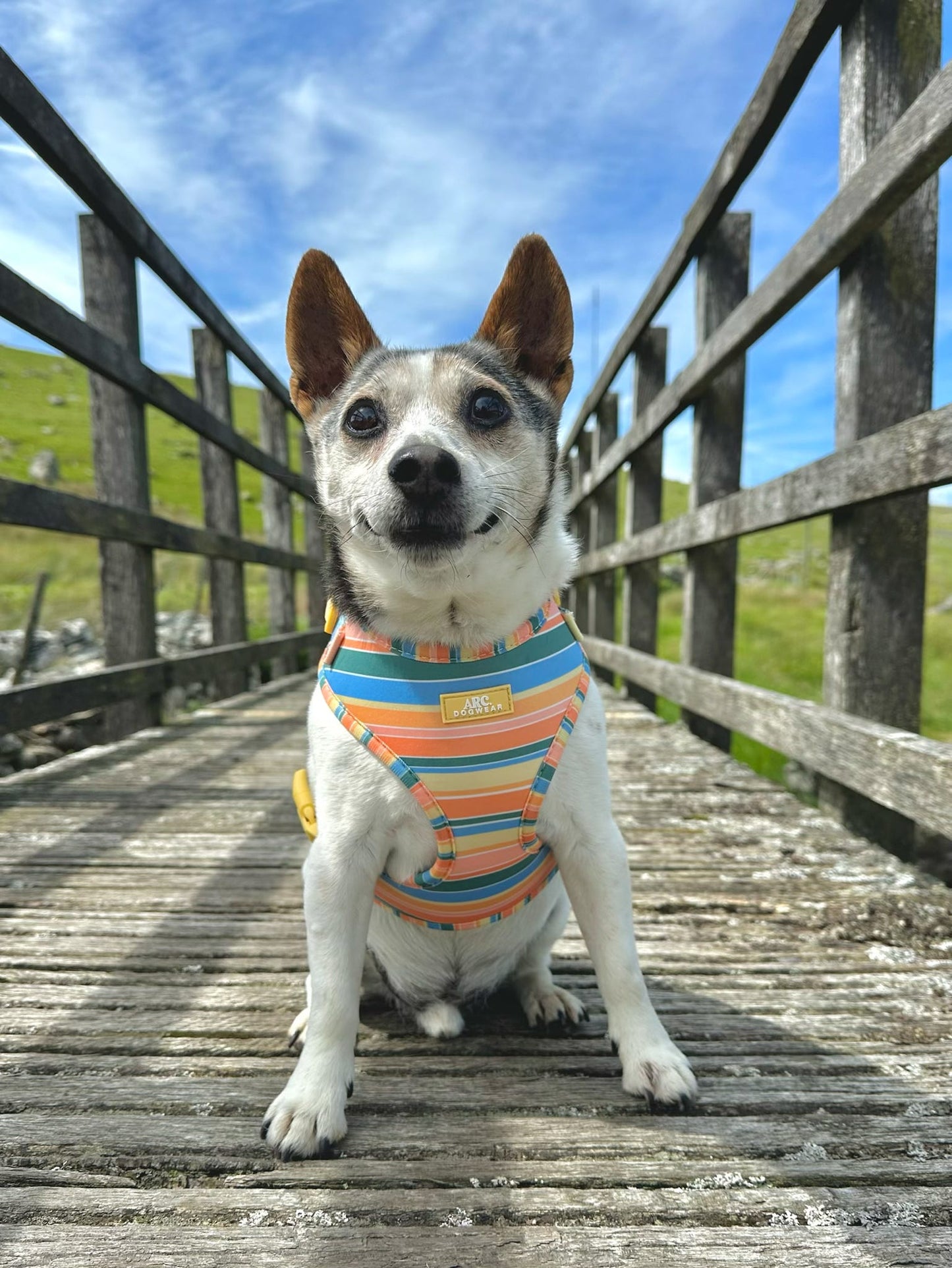 Sete Adjustable Harness