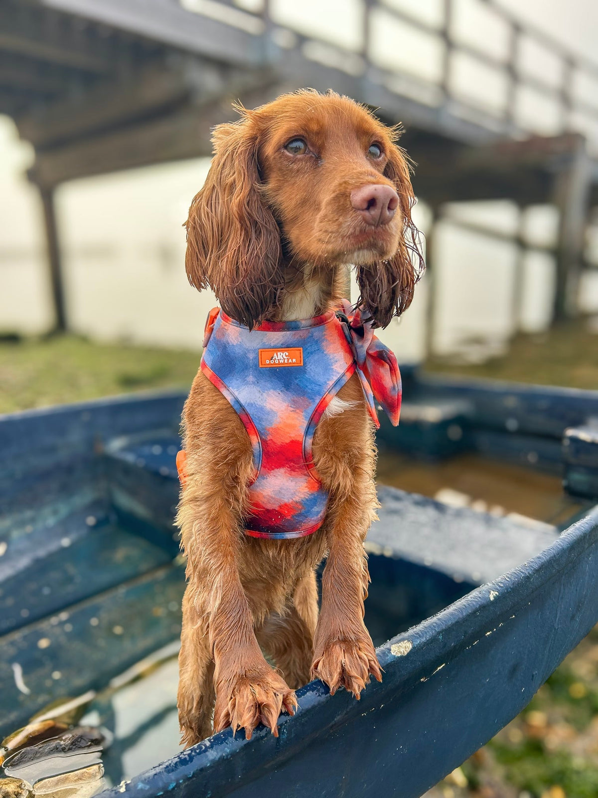 Canopy Adjustable Harness