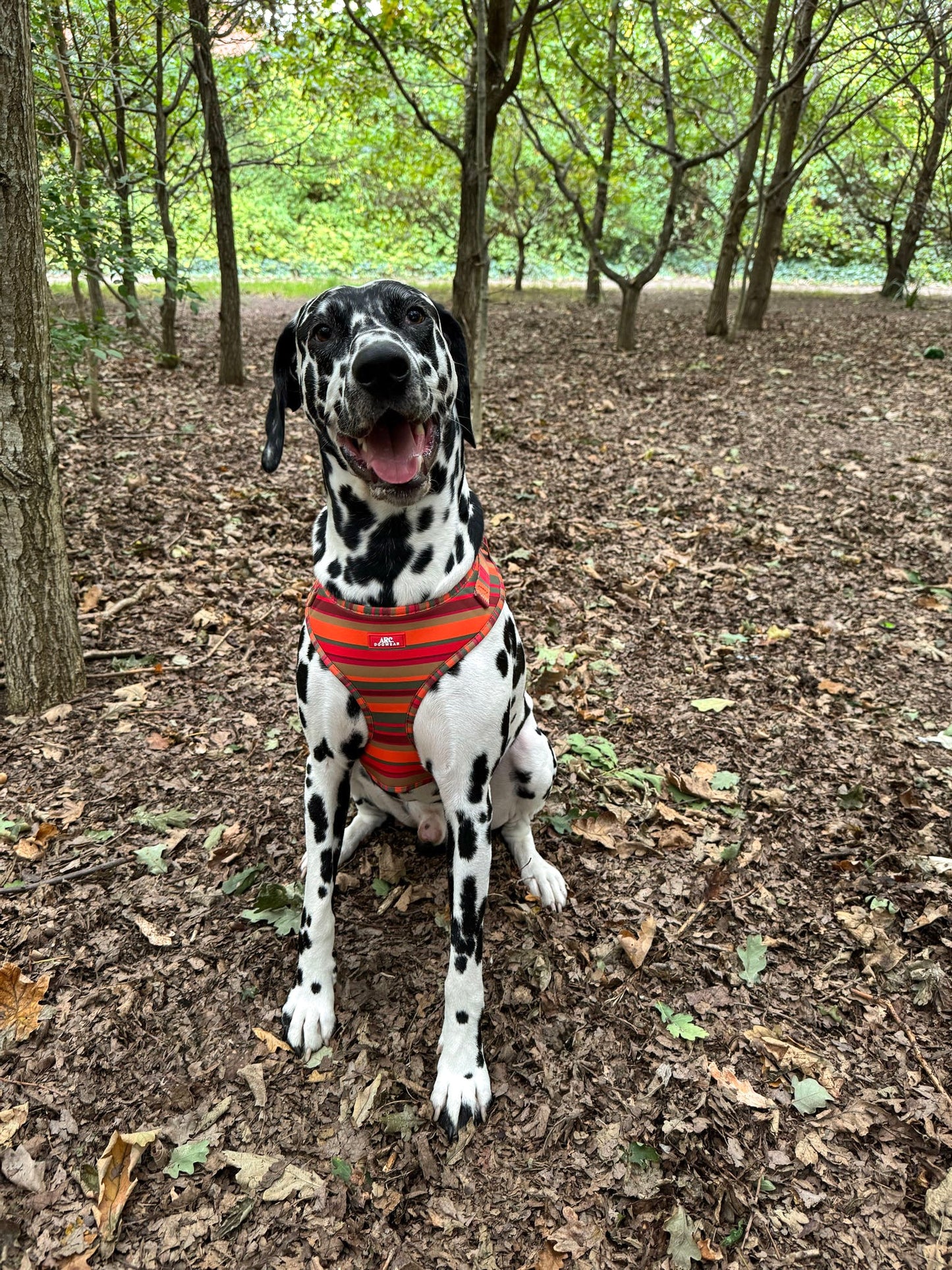 Horizon Adjustable Harness