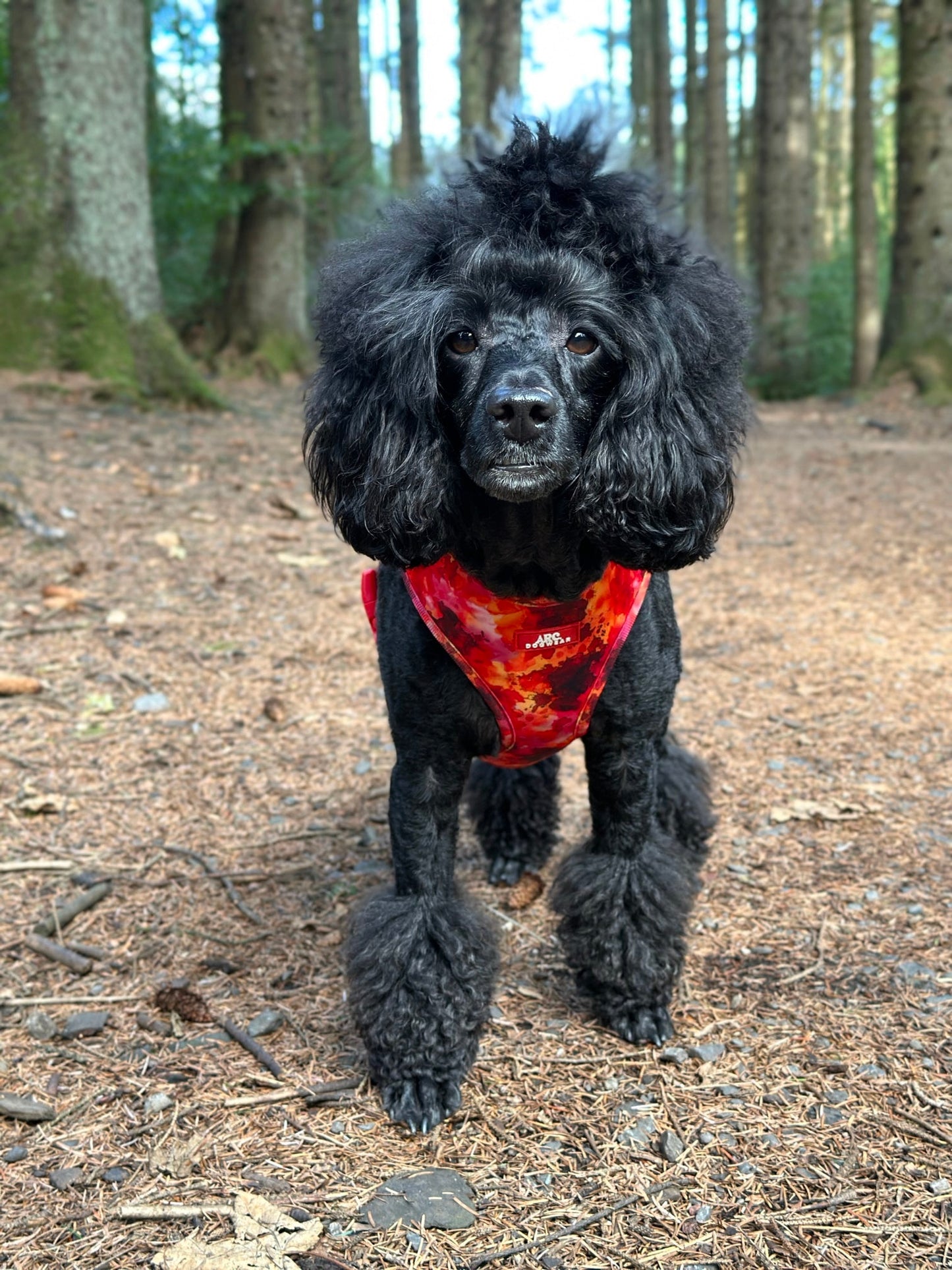 Ember Adjustable Harness