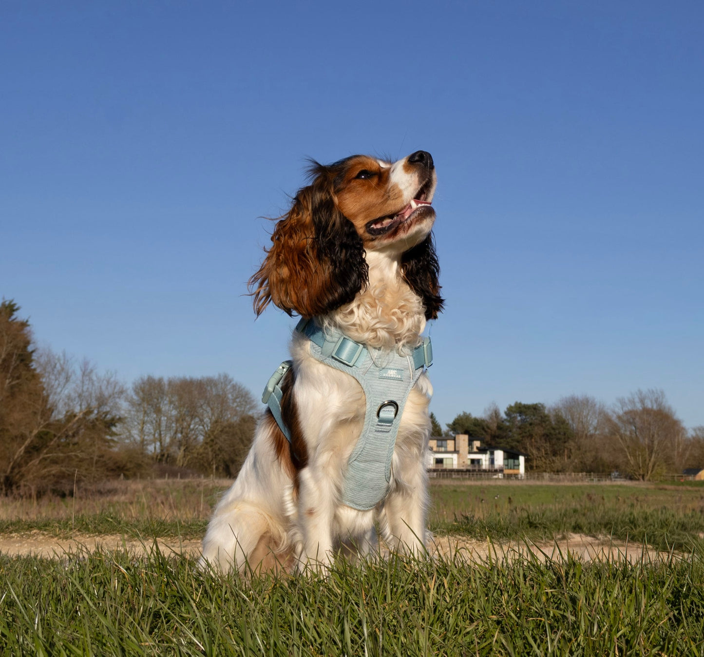Celadon ARC. Adventurer Harness (Corduroy)