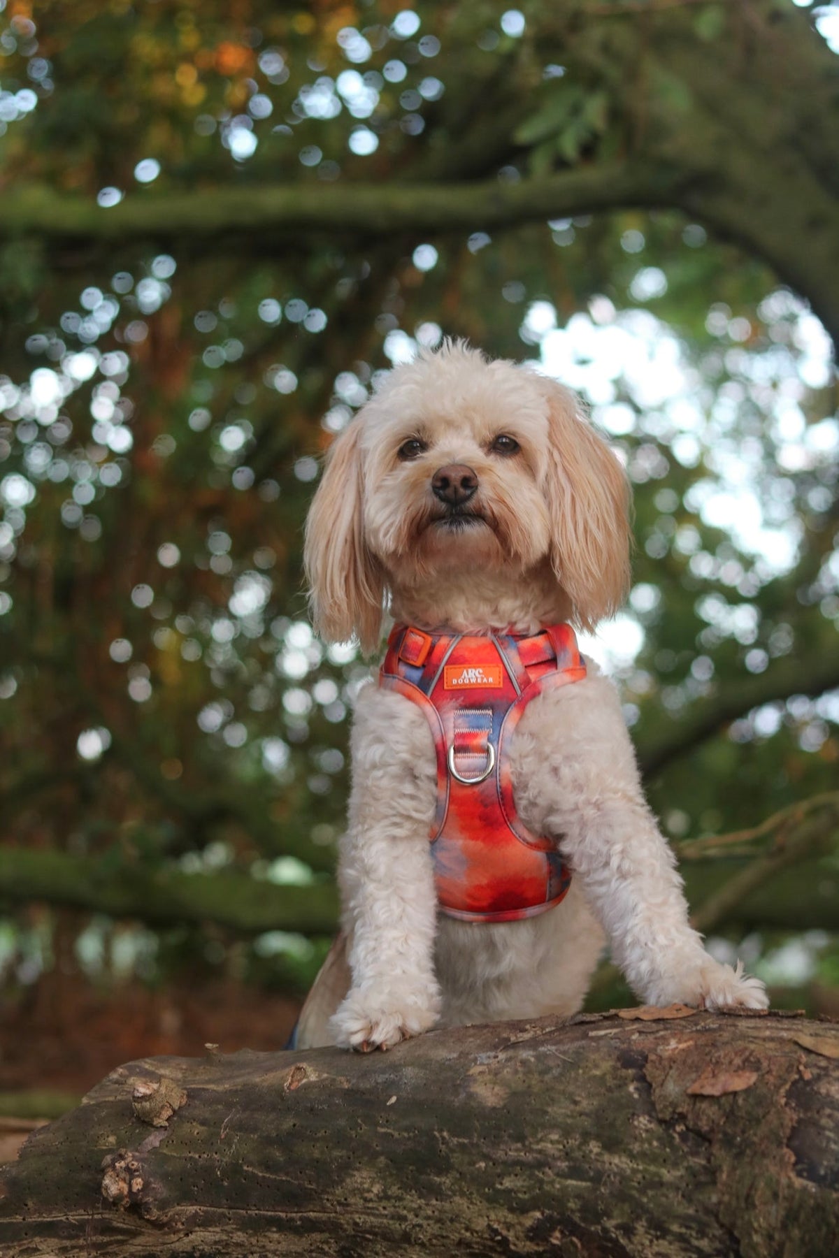Canopy ARC. Adventurer Harness - New Size Guide
