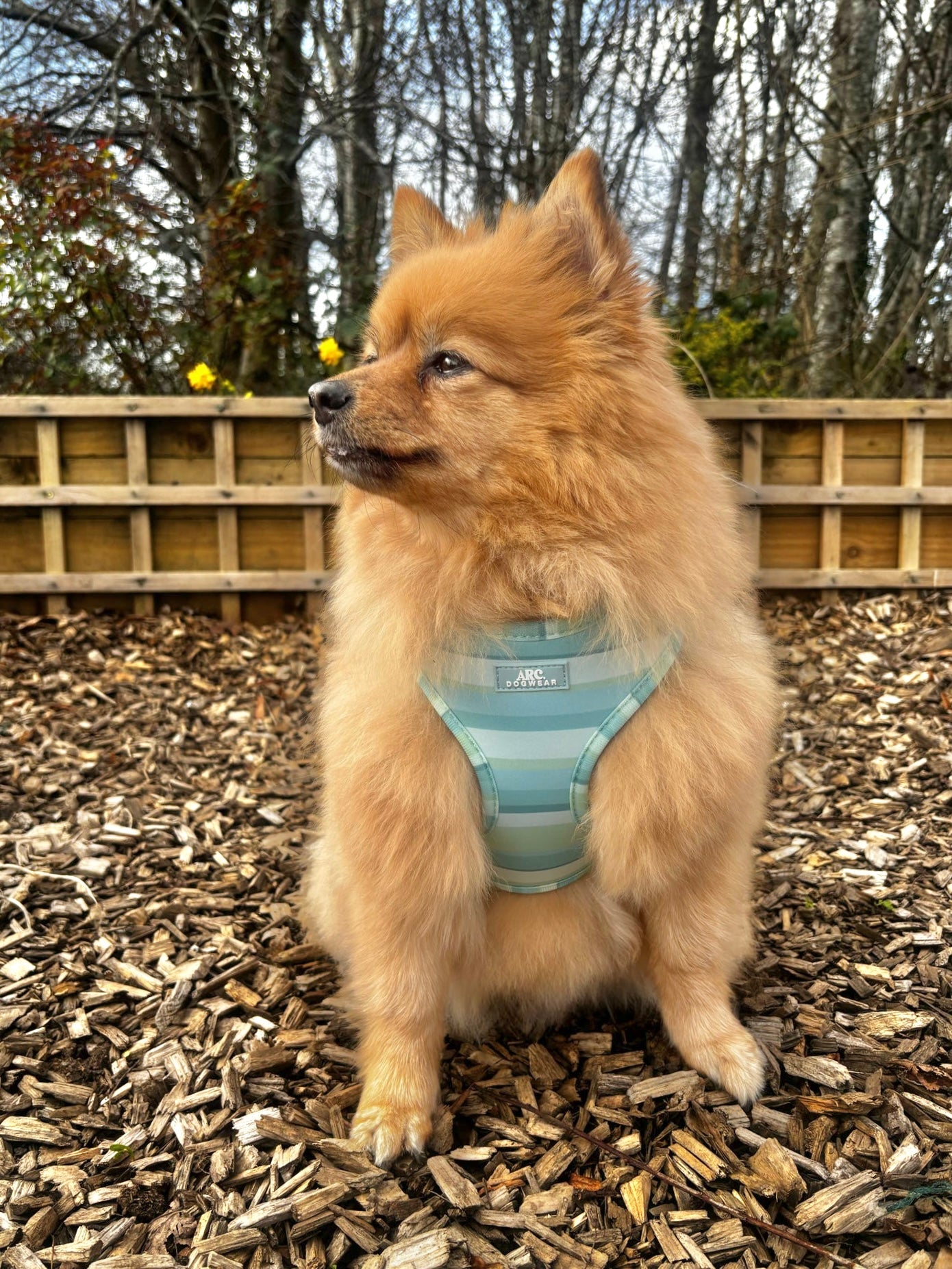 Vista Adjustable Harness