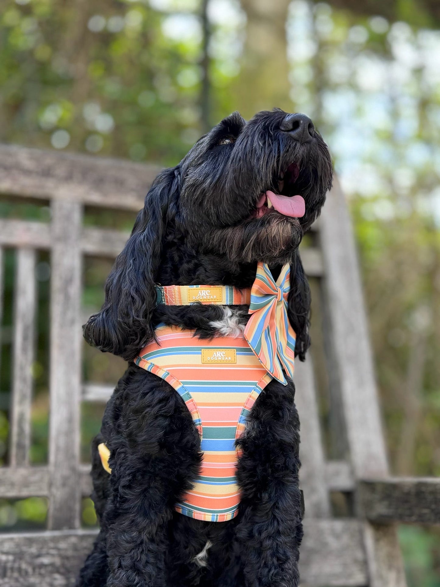 Sete Adjustable Collar