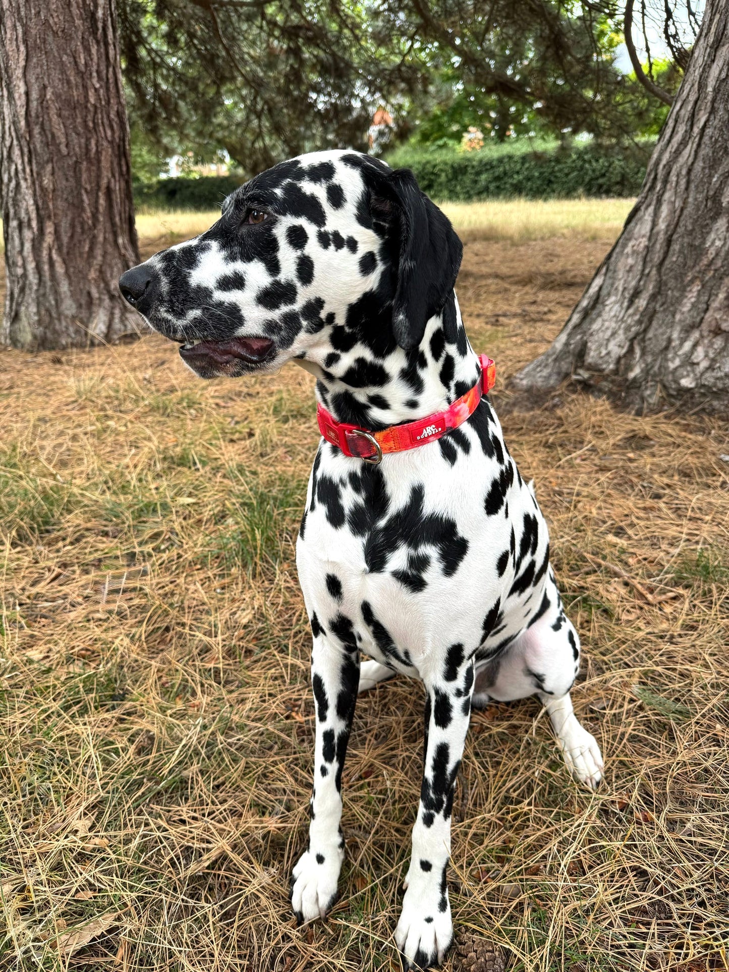 Ember Adjustable Collar